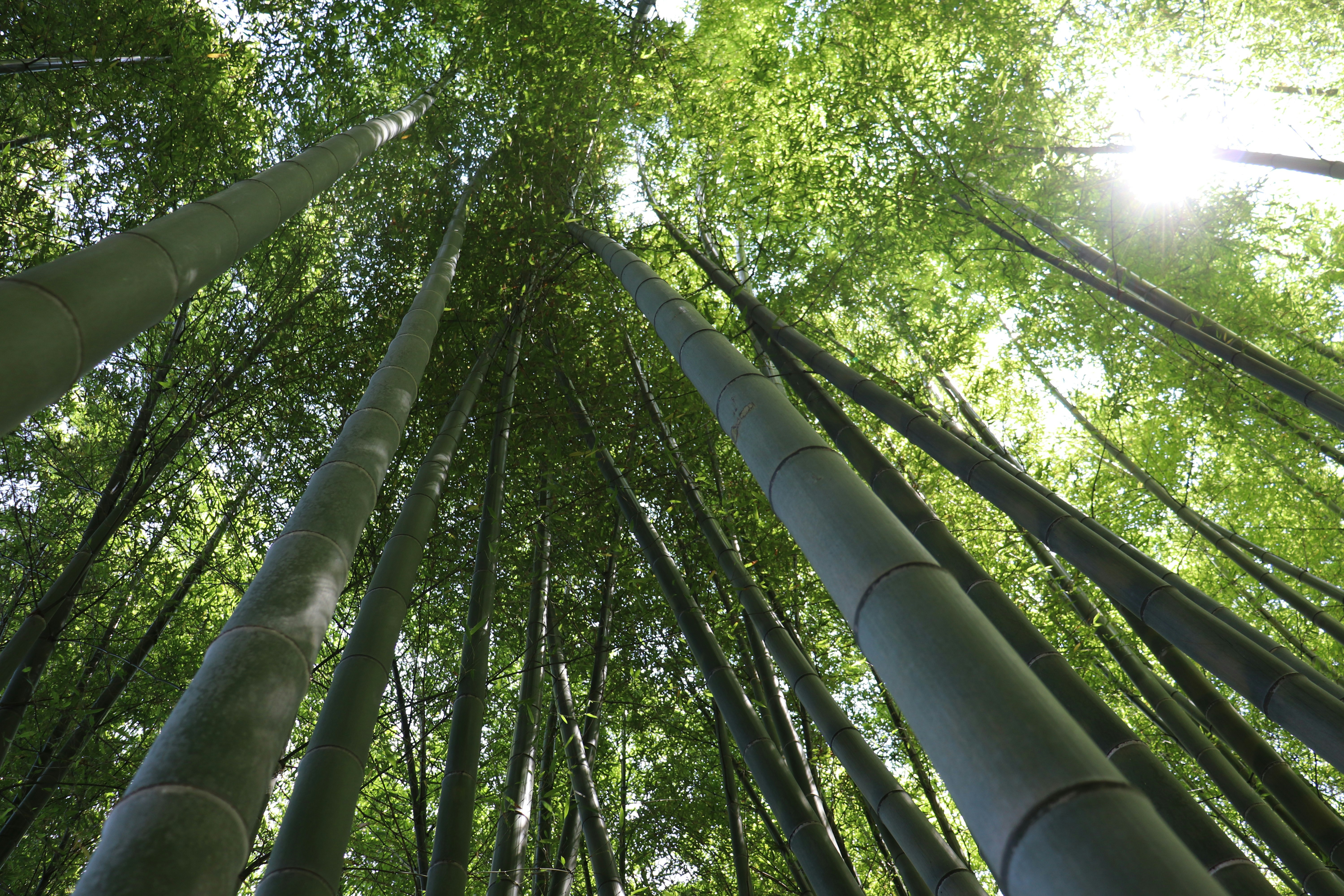 竹林中细长竹竿直指天空