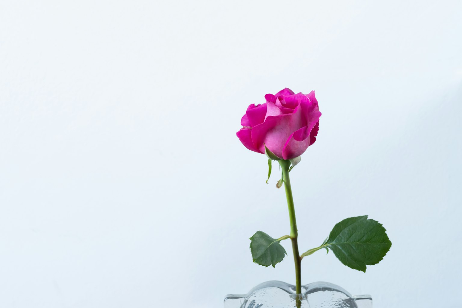 투명한 꽃병에 꽂힌 분홍색 장미와 미니멀한 배경