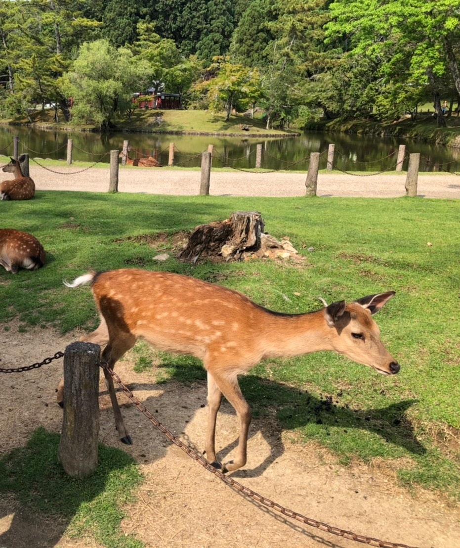 deer tethered in a grassy enclosure
