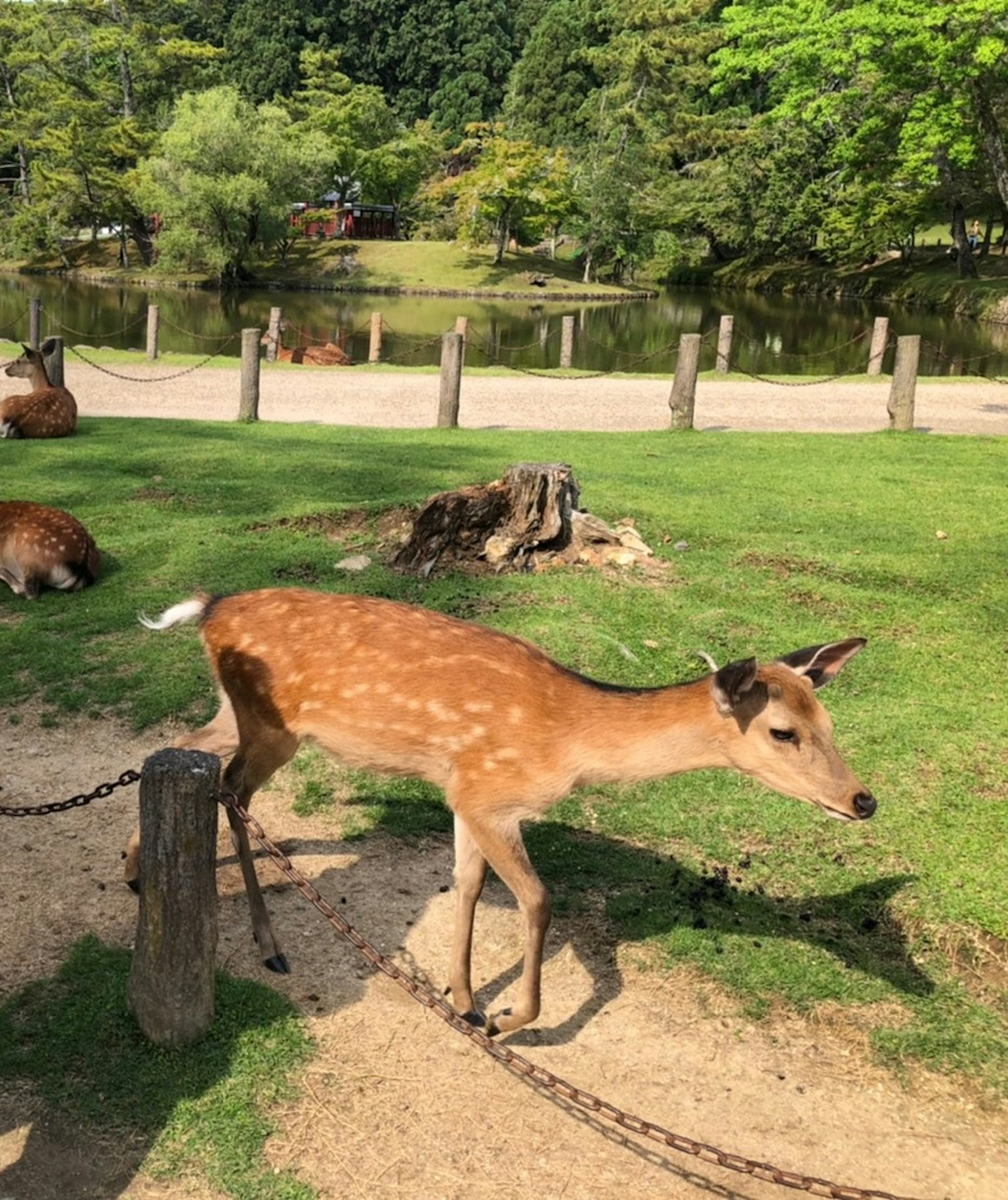 Ein kleines Reh, das auf dem Gras in einem Park geht und angeleint ist