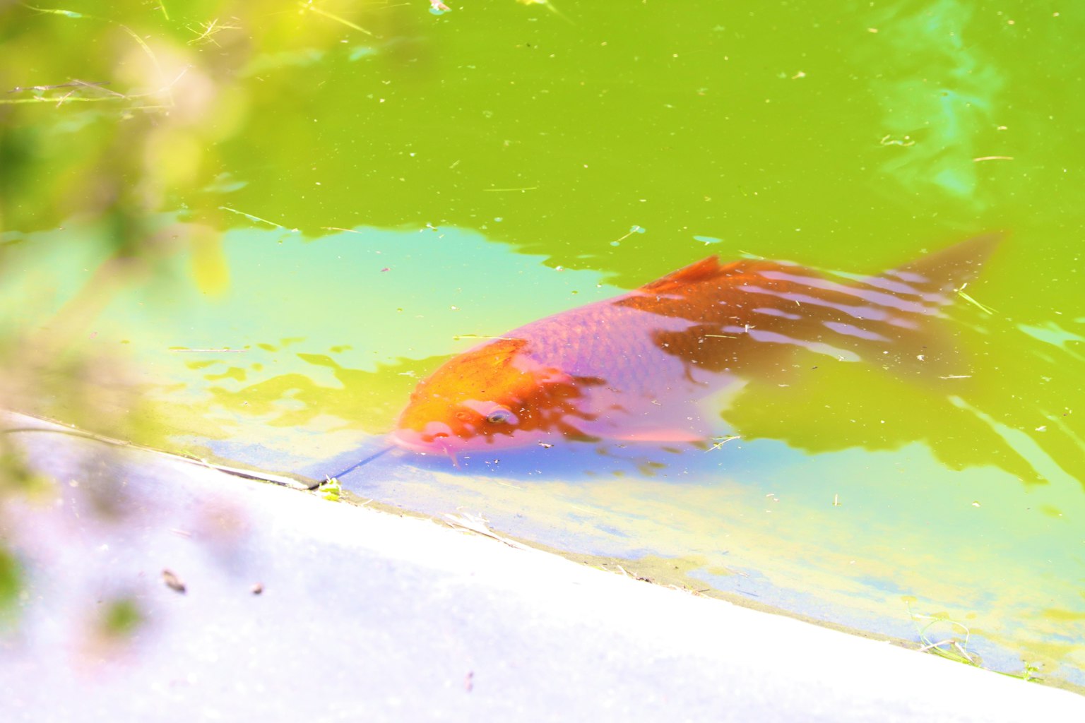 ปลาสีส้มว่ายน้ำในน้ำสีเขียวพร้อมขอบที่มองเห็นได้