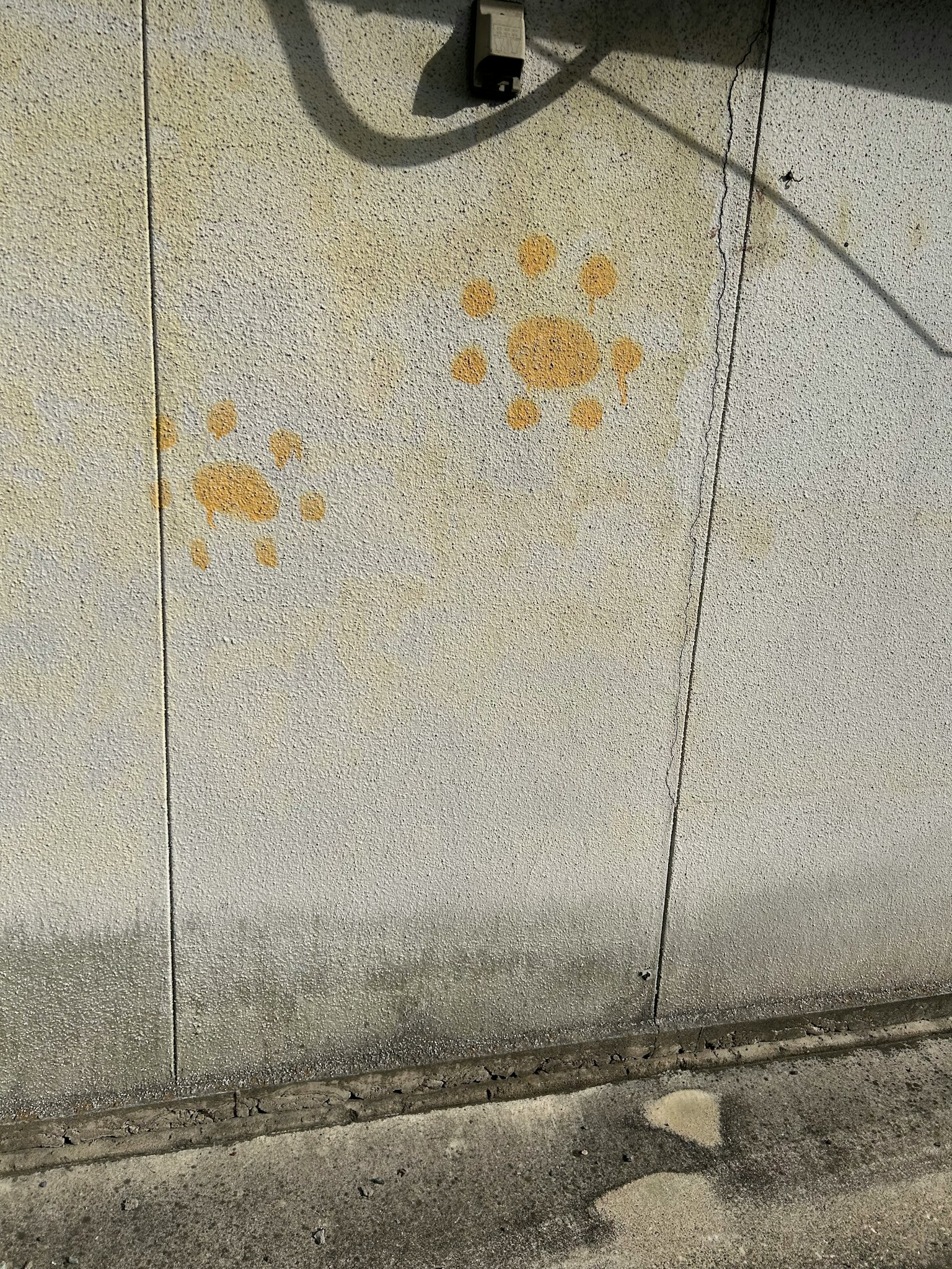 Verblasste Tierpfotenabdrücke an einer Wand