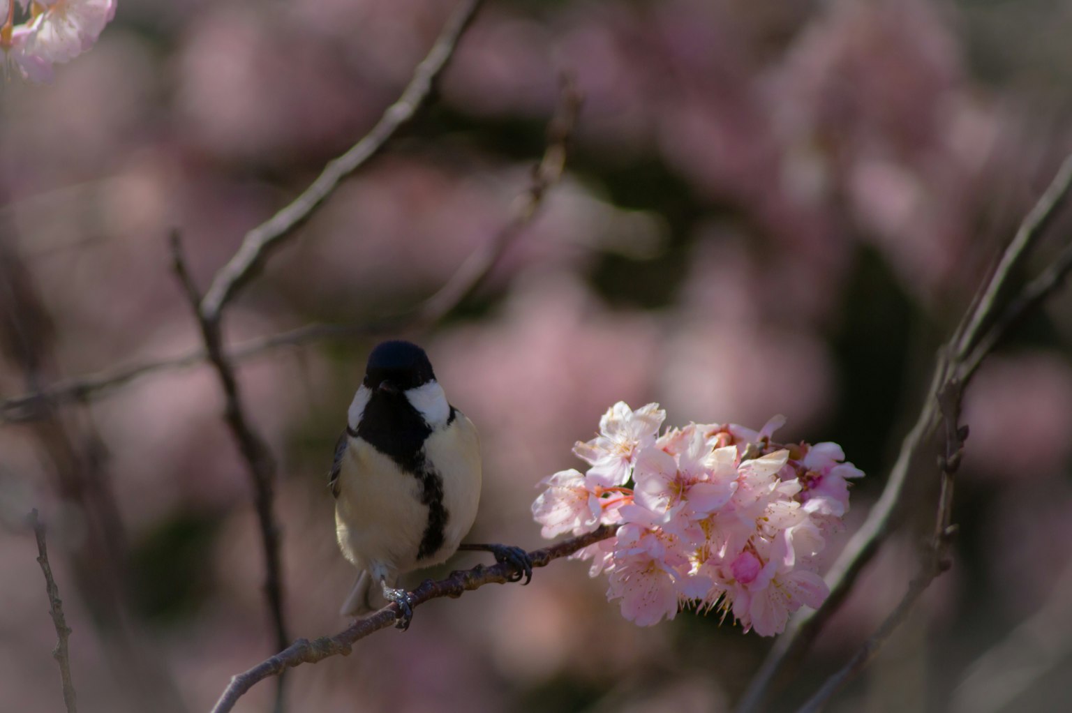 Un uccello posato vicino ai fiori di ciliegio