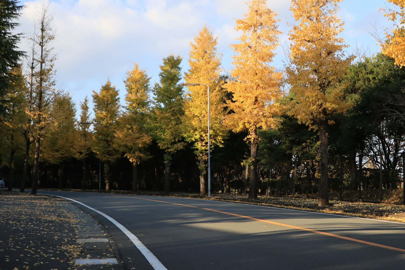 Carretera curva rodeada de paisajes otoñales y árboles de ginkgo amarillos