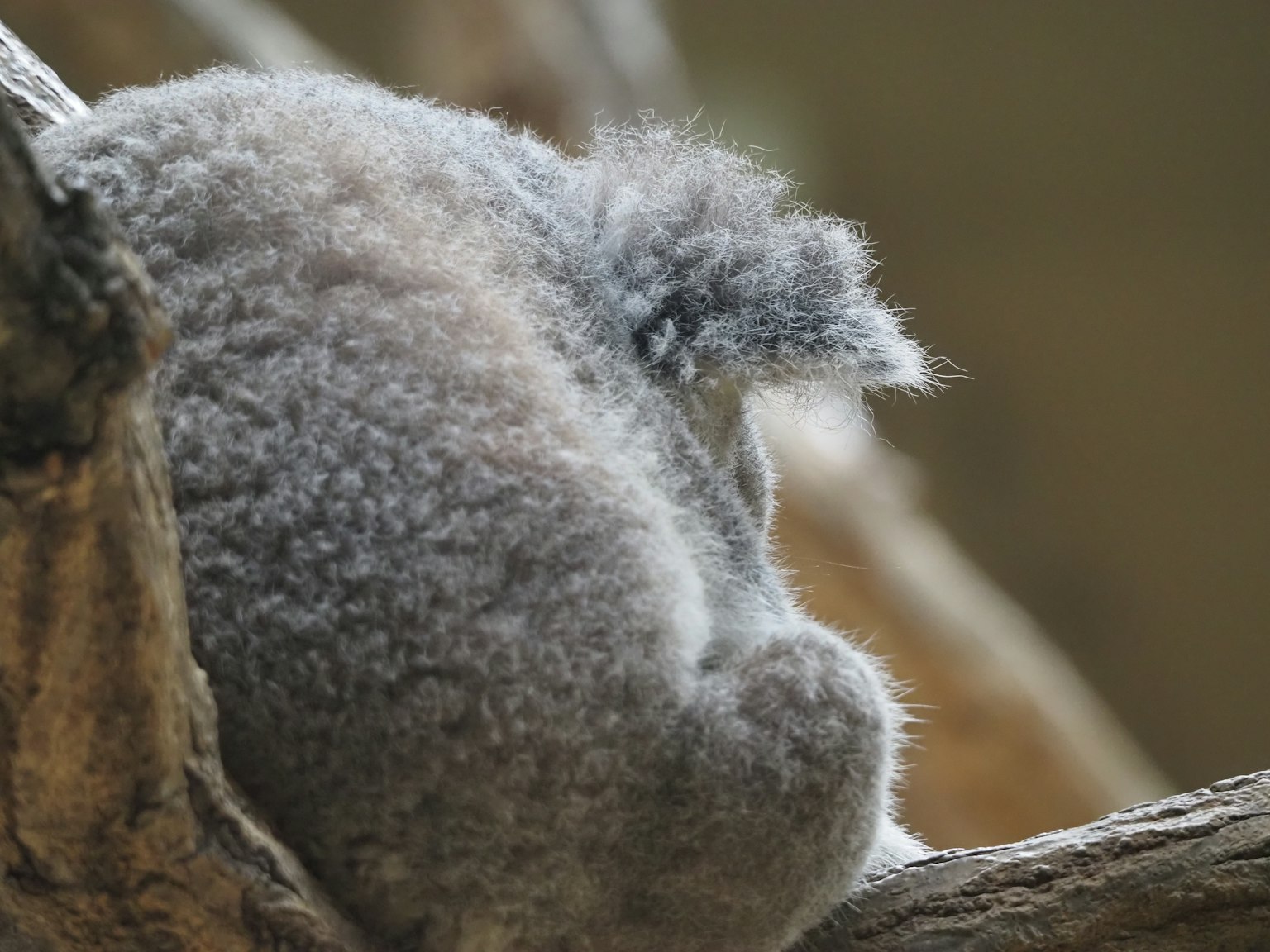 Koala resting against a tree branch
