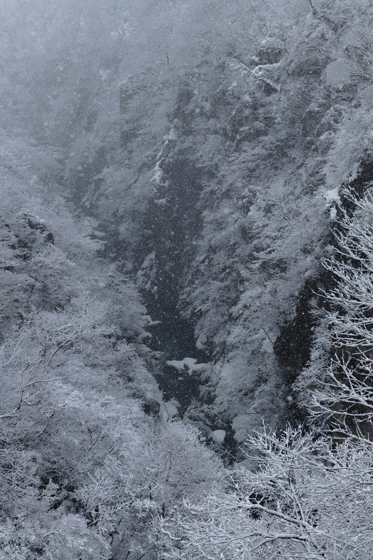 Paesaggio di valle coperto di neve con alberi e nebbia