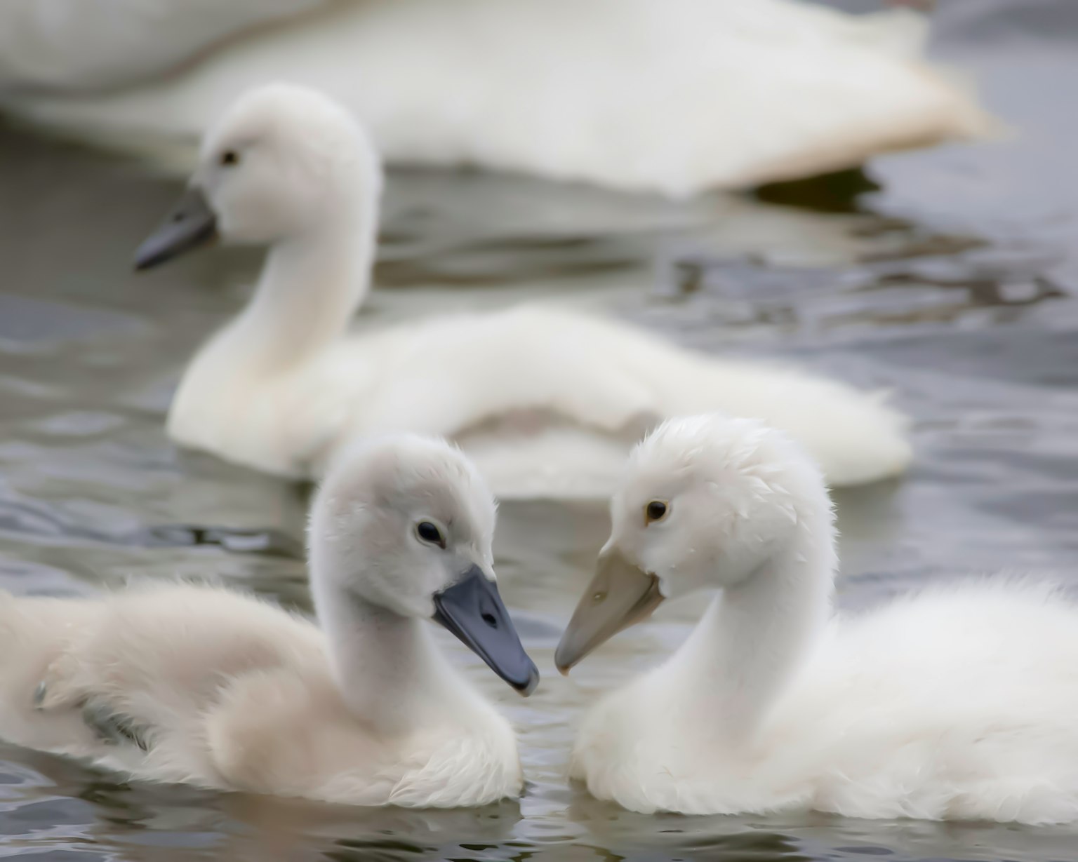 A group of white cygnets swimming on the water surface