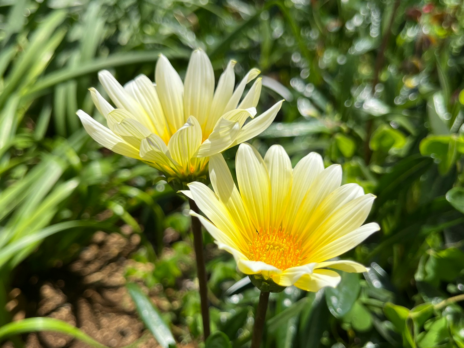 花园中盛开的两朵黄色花瓣的雏菊