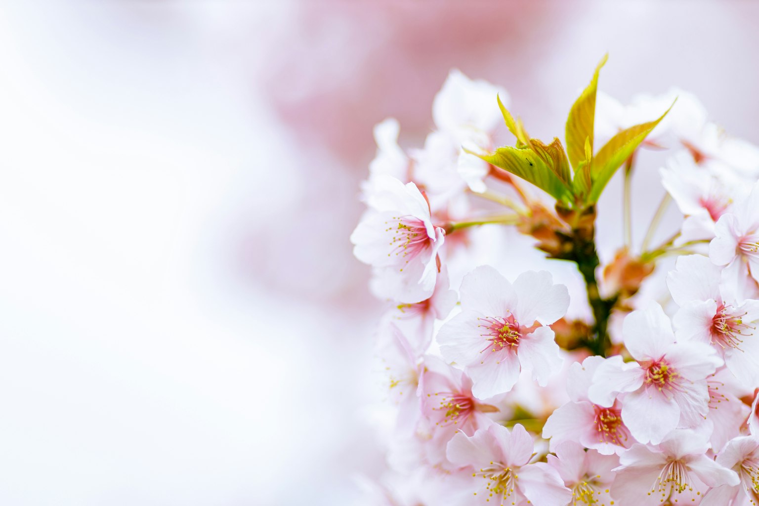 Close-up of cherry blossoms with soft blurred background