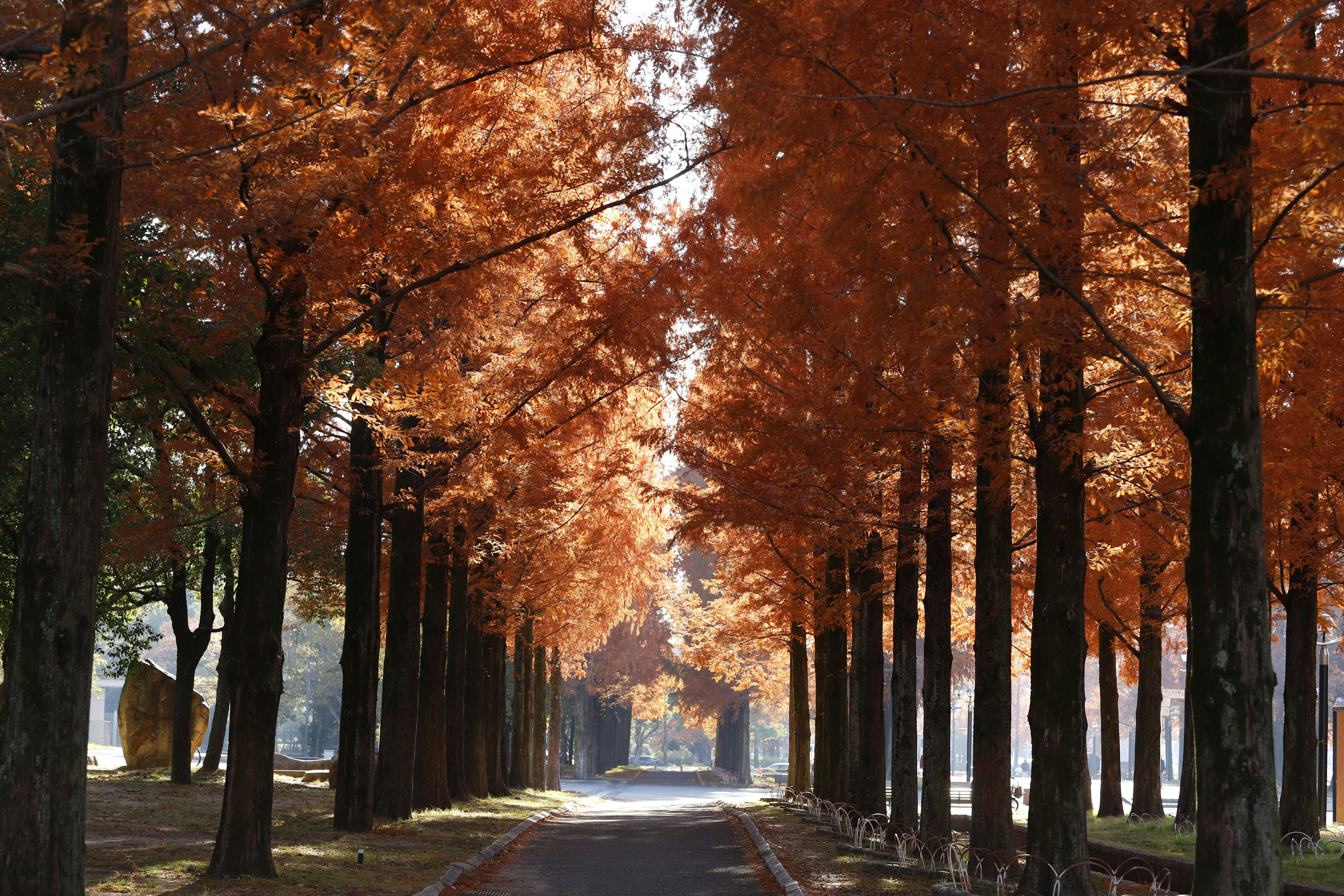 紅葉並木の続く一本道