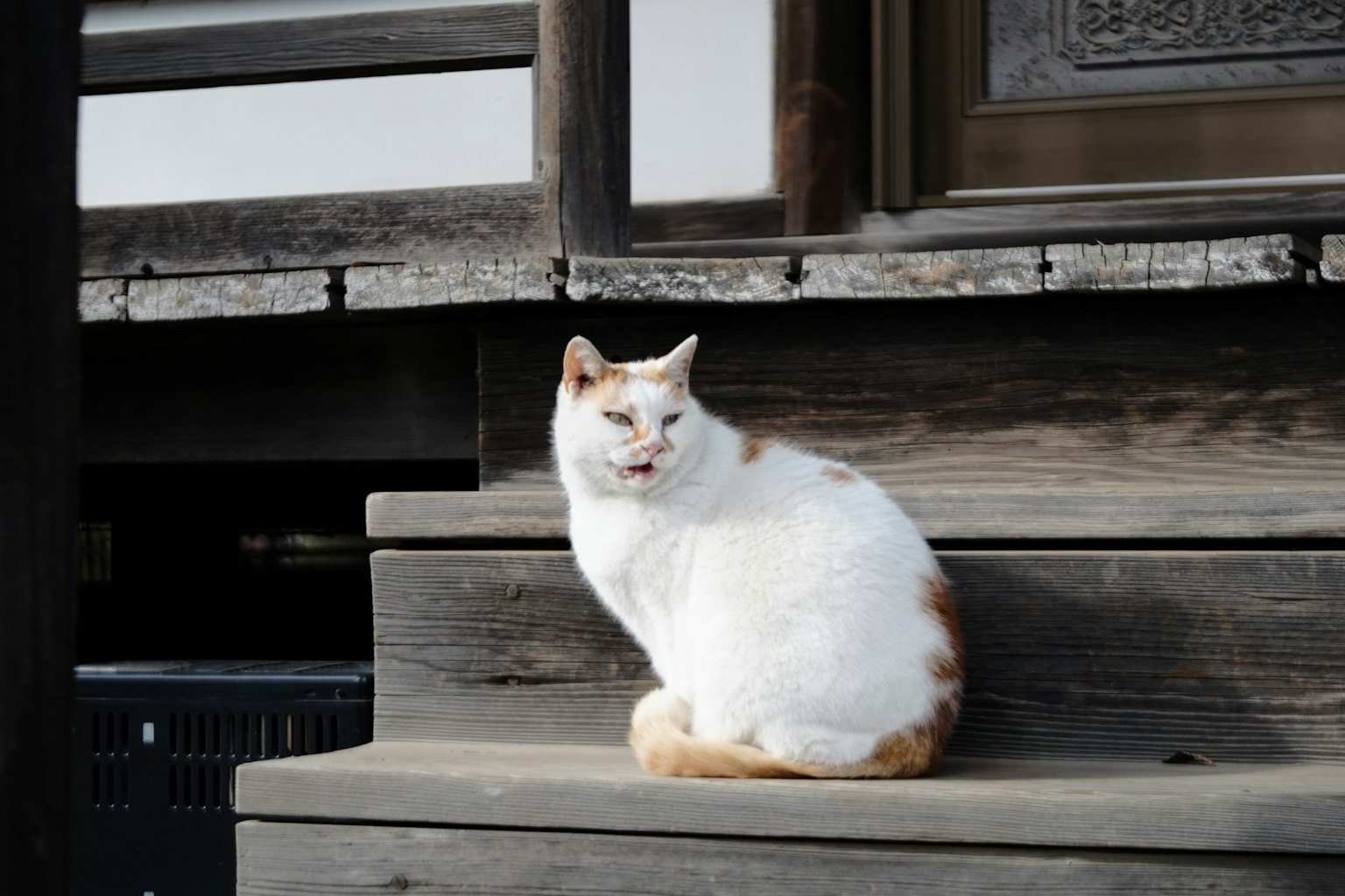 A white and orange cat sitting on wooden stairs