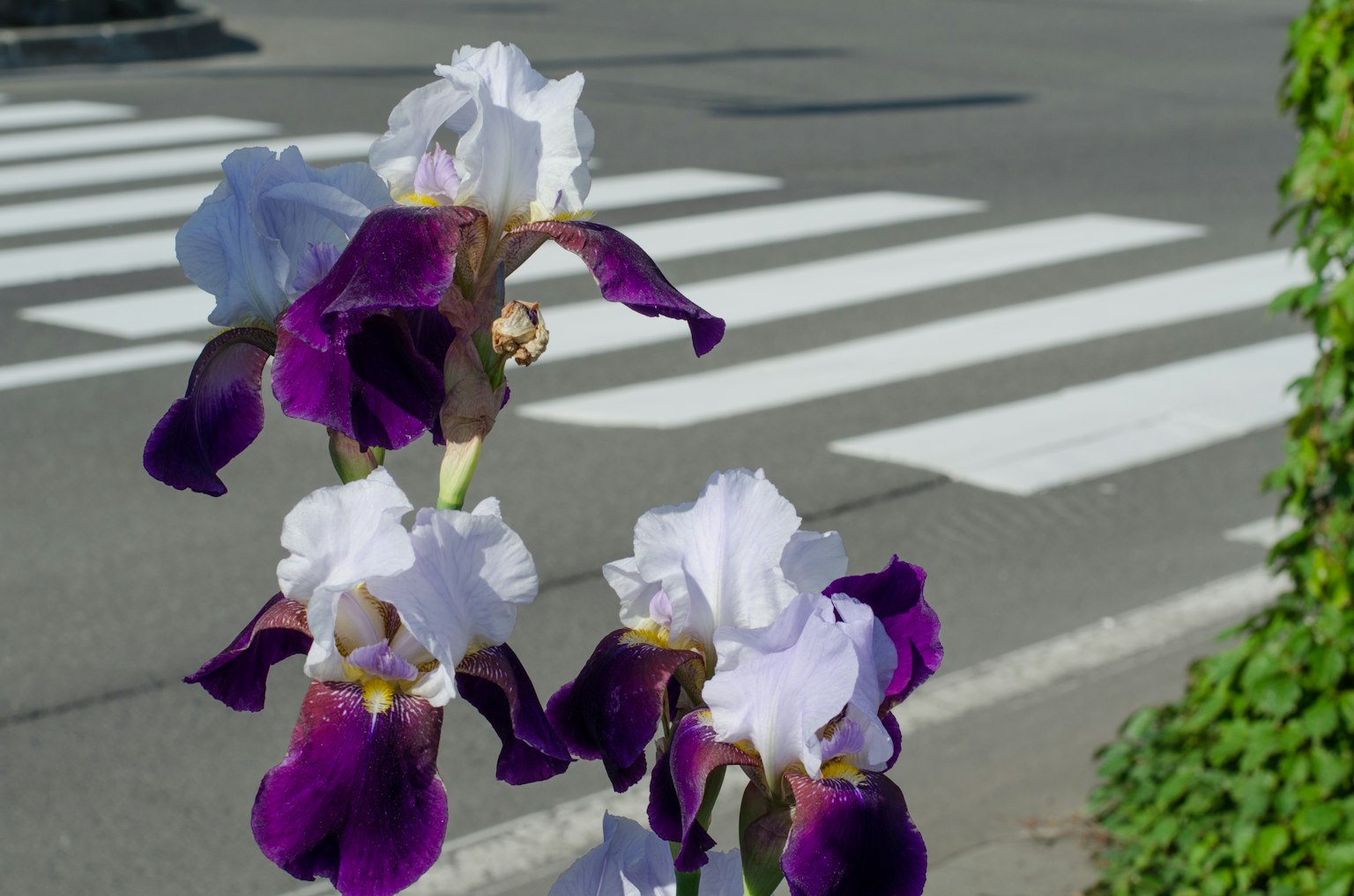 Fiori di iris viola e bianchi che sbocciano vicino a un attraversamento pedonale