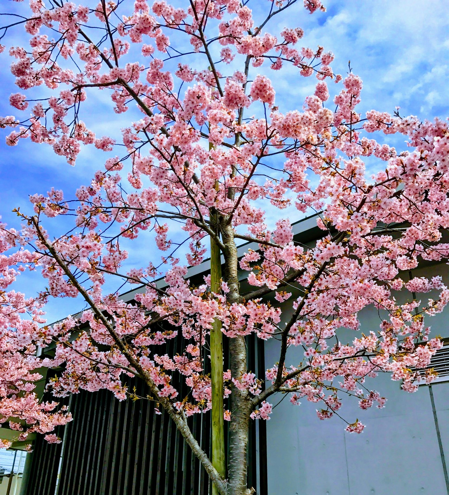 Arbre de cerisier en pleine floraison sous un ciel bleu