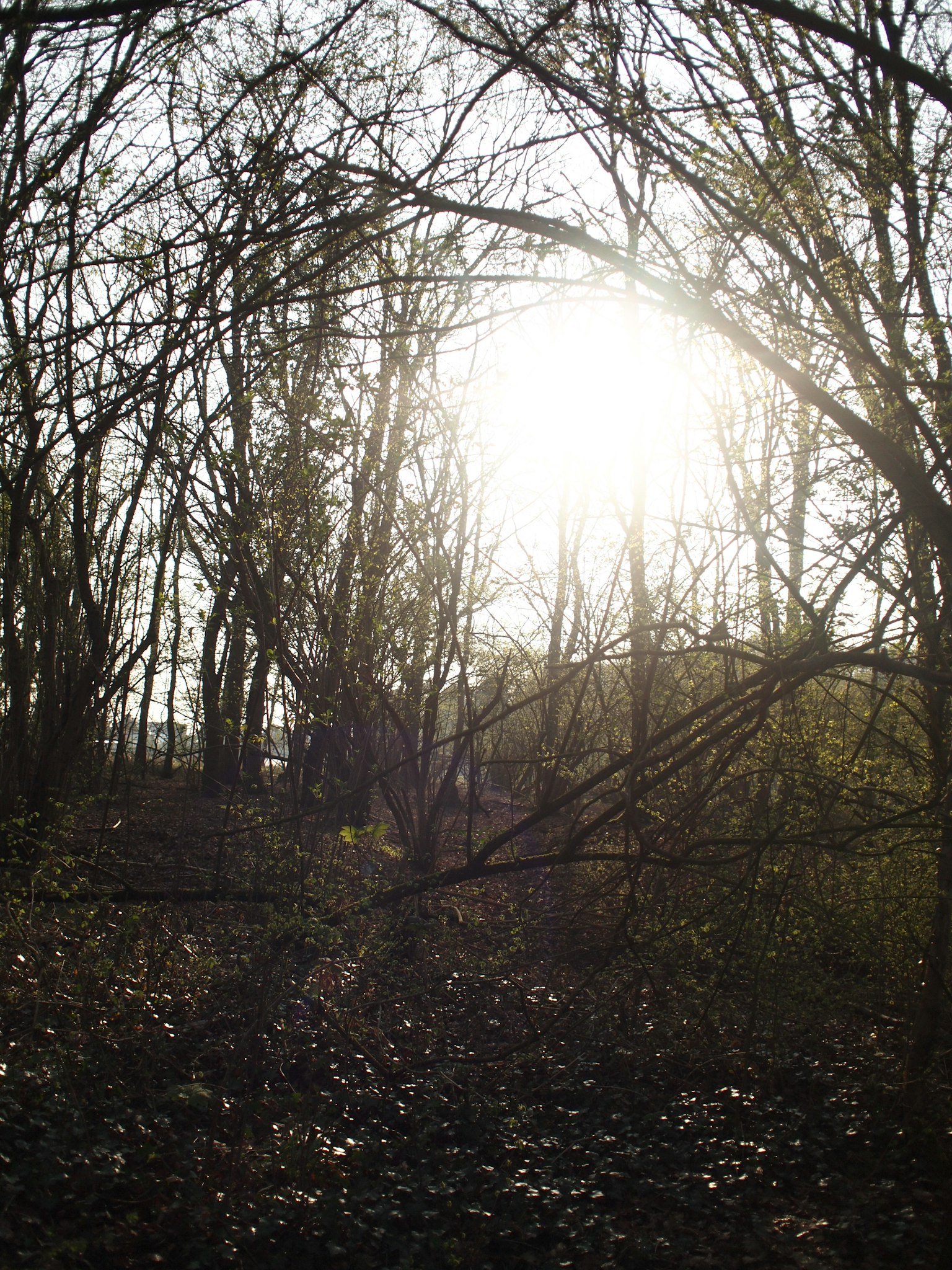 Lumière filtrant à travers les arbres lumière du soleil brillante dans une forêt