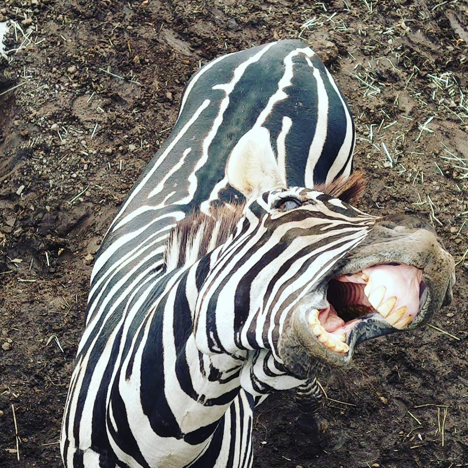 Một con ngựa vằn với các sọc đen và trắng đang mở miệng