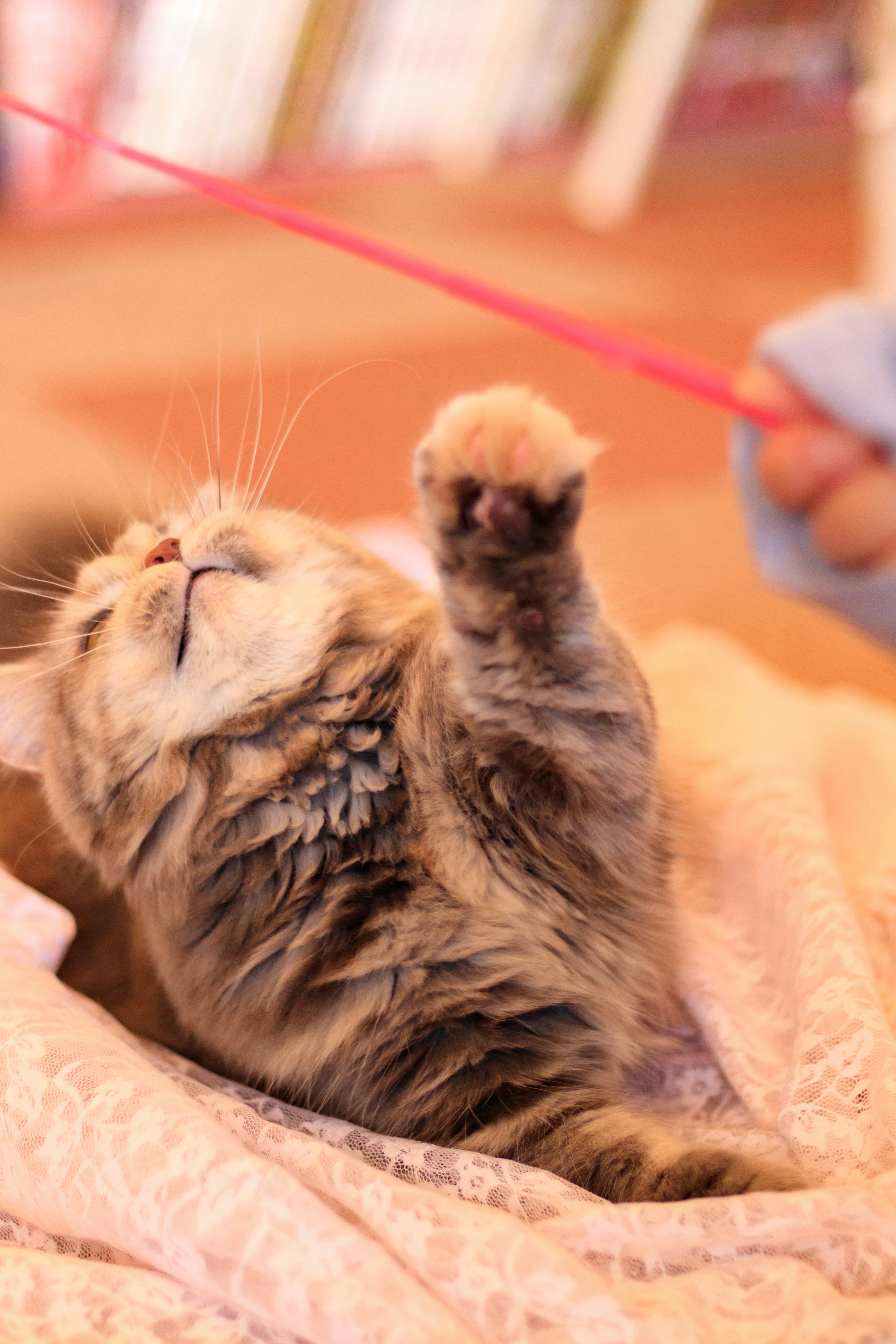 猫カフェの寝そべる子猫