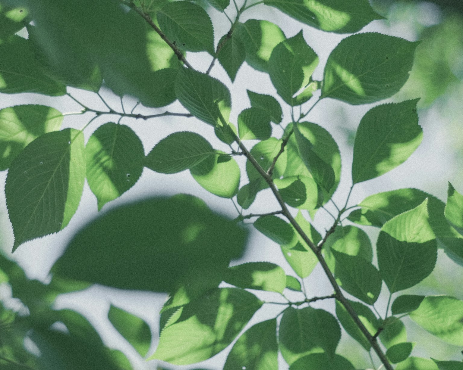 Beautiful composition of overlapping green leaves and their shadows