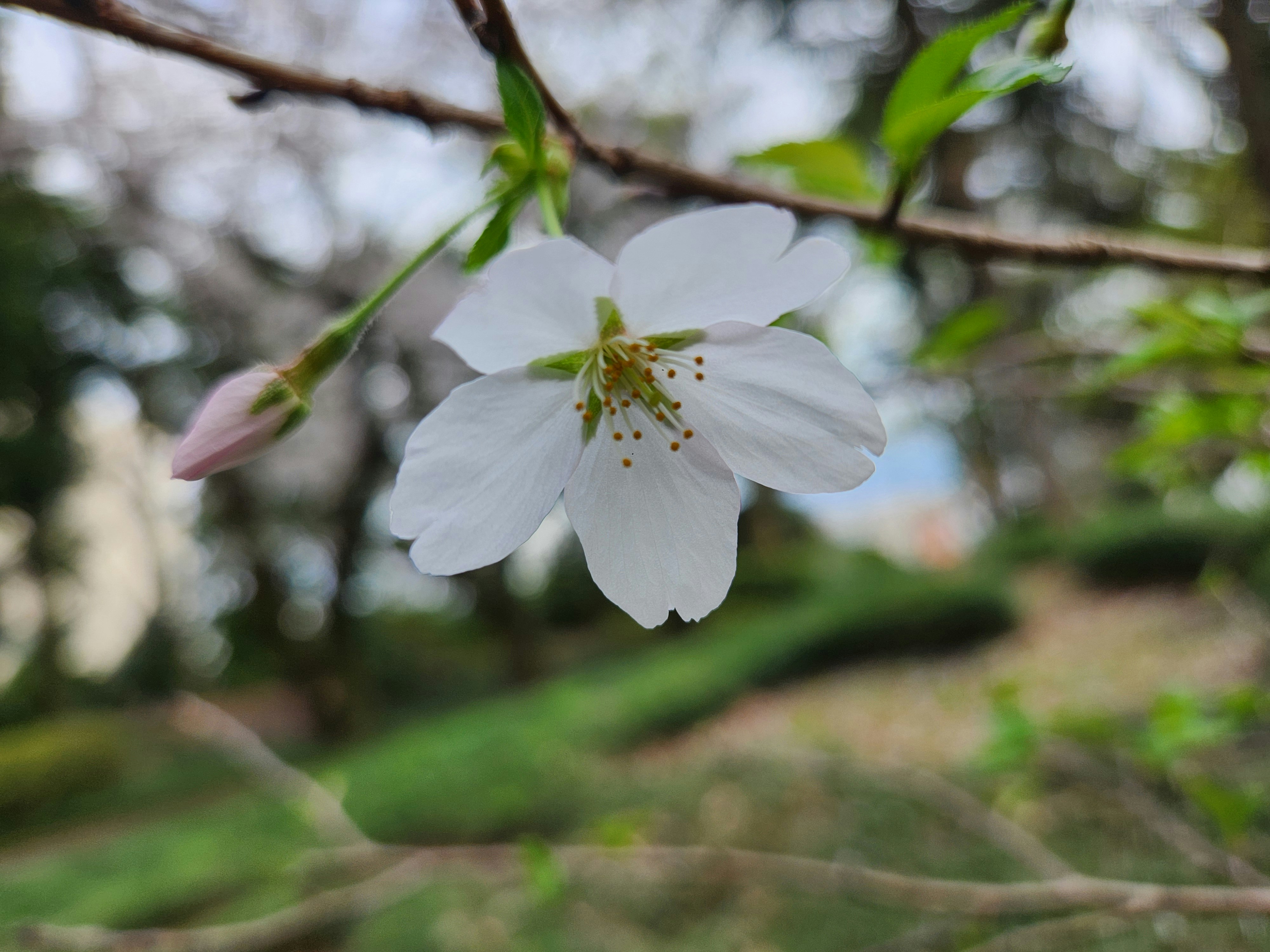 桜の一輪が枝に咲く春の景色