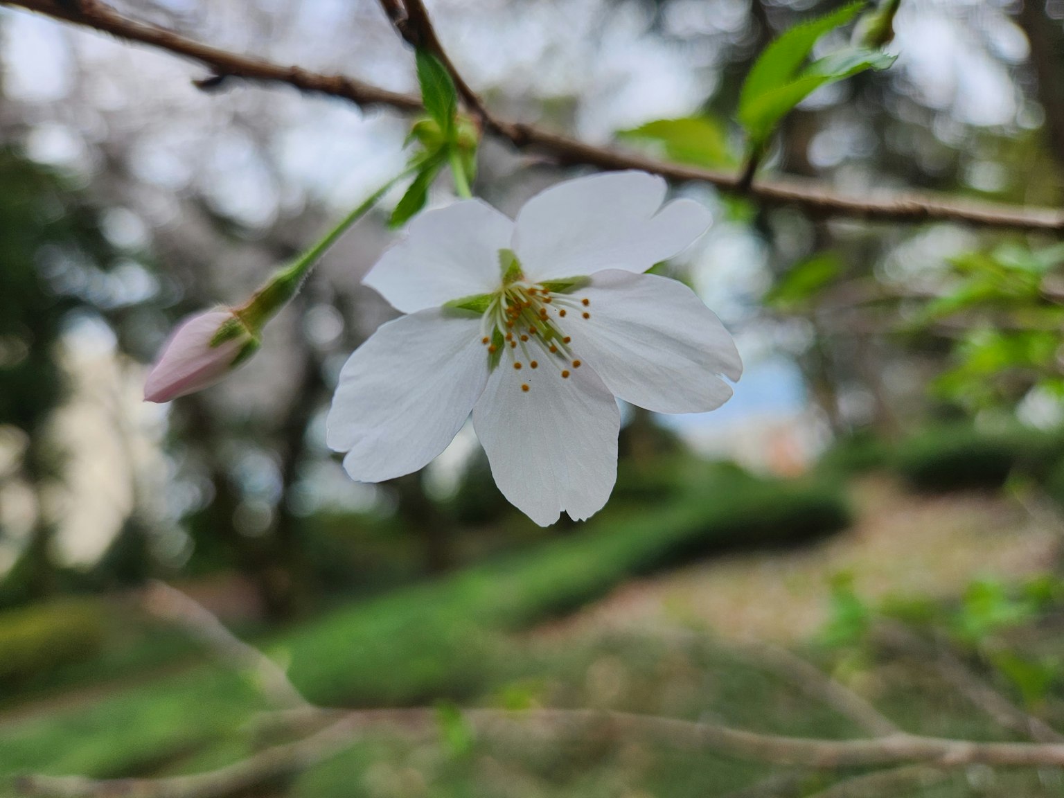 Una flor de cerezo blanca floreciendo en una rama