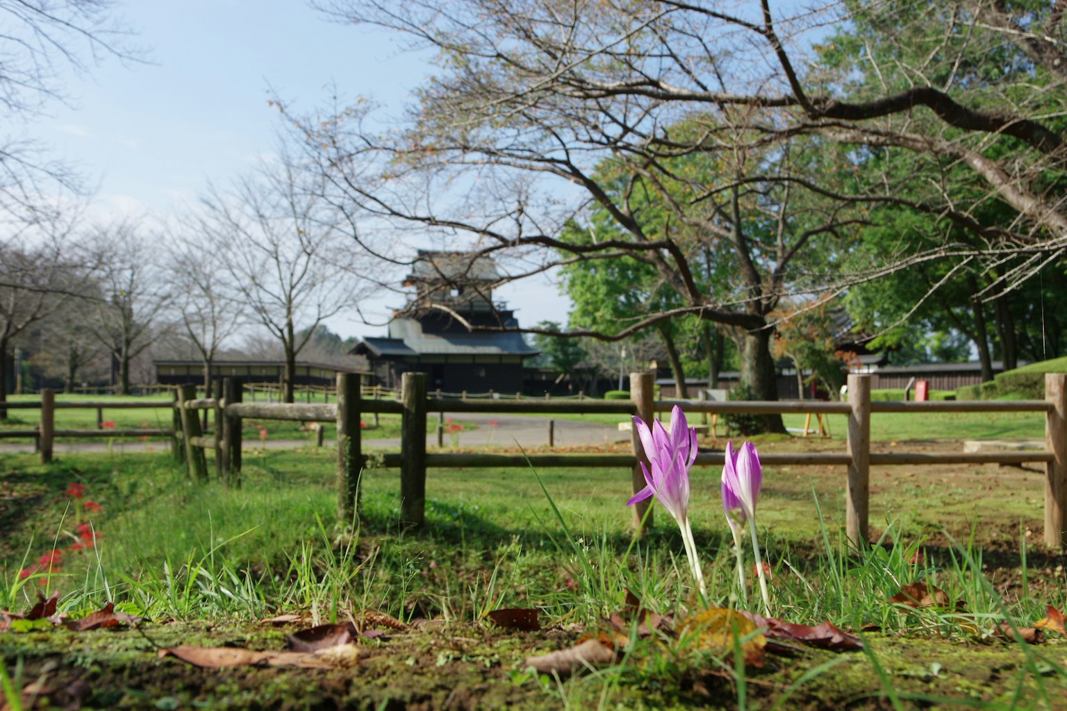 Frühjahrsblumen blühen in einem Park mit einem alten Schloss im Hintergrund