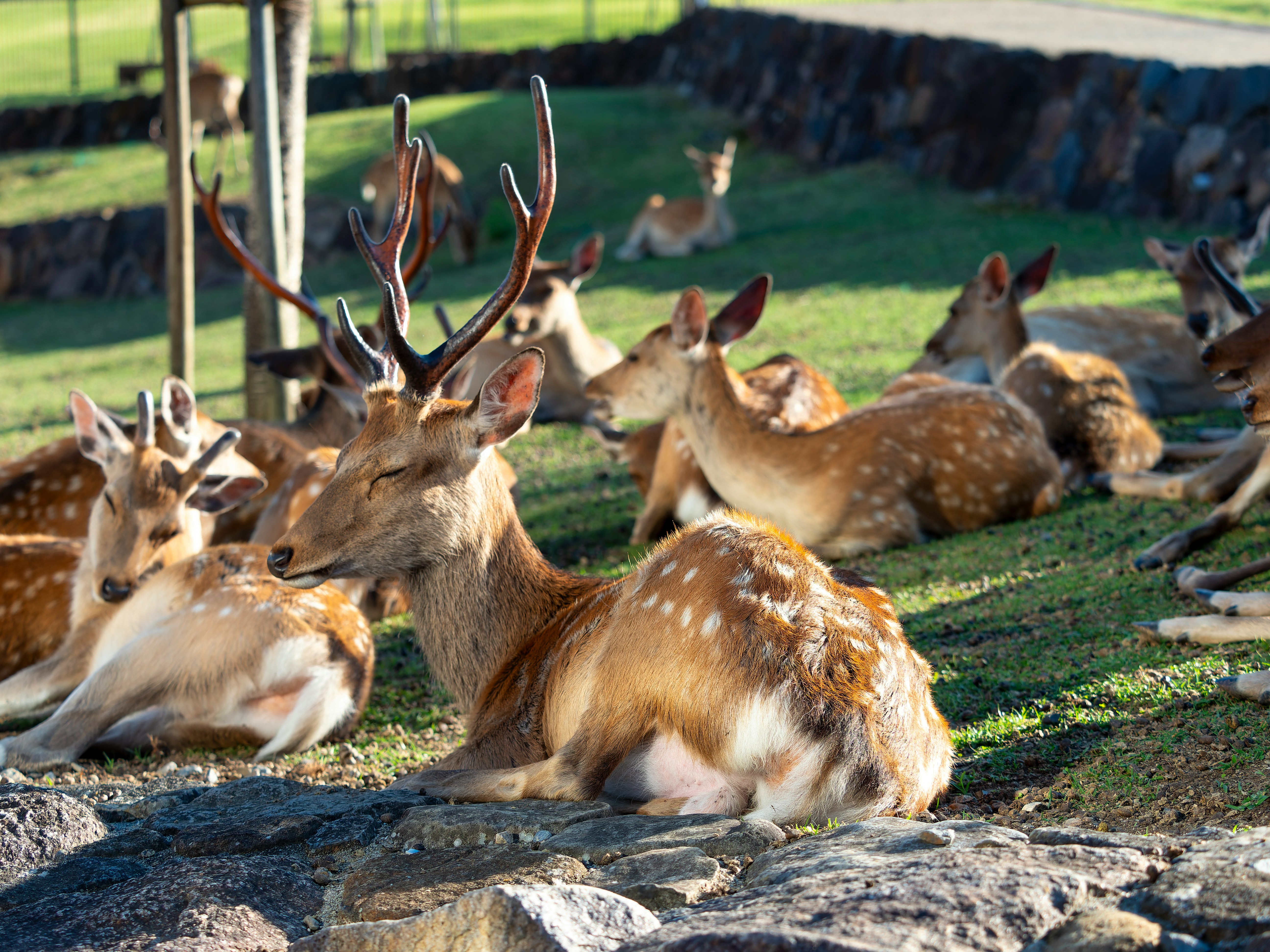 奈良公園で眠る雄鹿の群れ