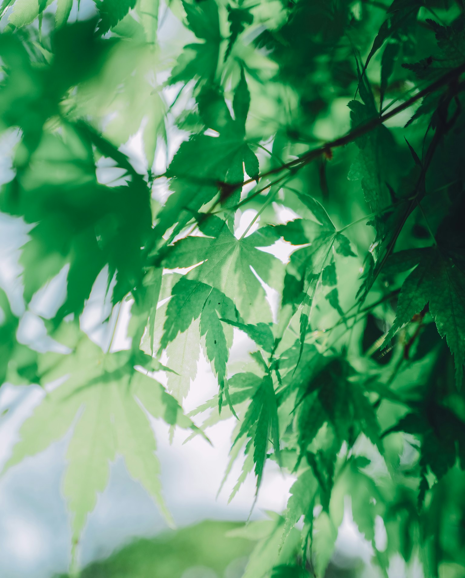 重叠的绿色枫叶和柔和的阳光