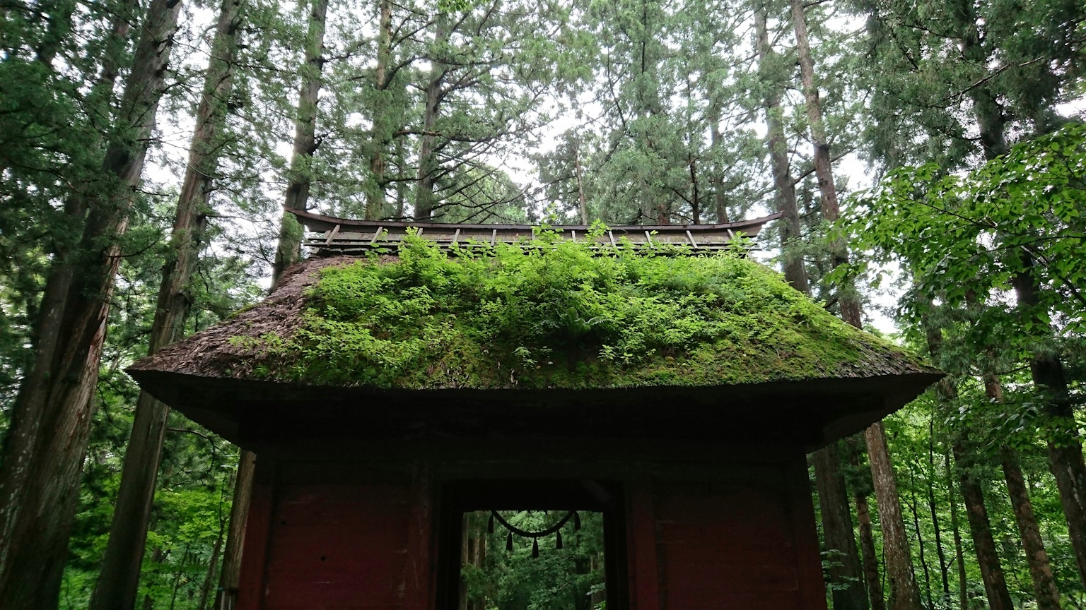 Temple roof covered with green moss surrounded by tall trees