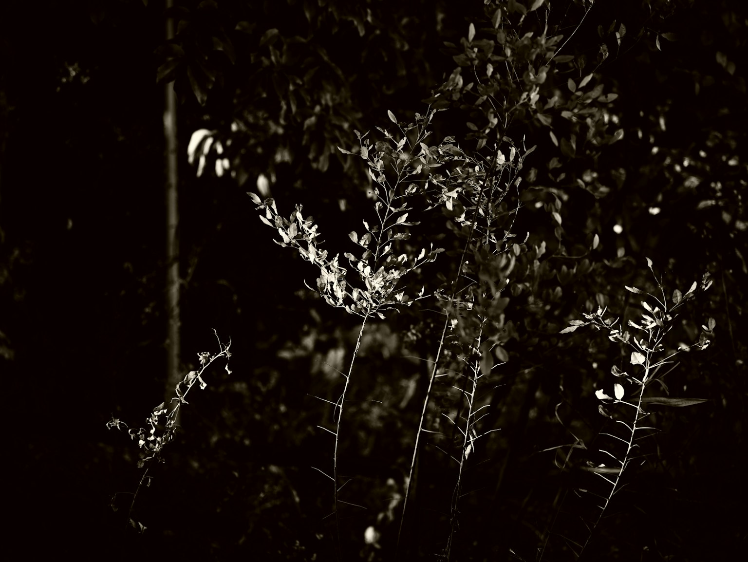 photo-k0Wy7xRnJpbfVFoTFFam-image