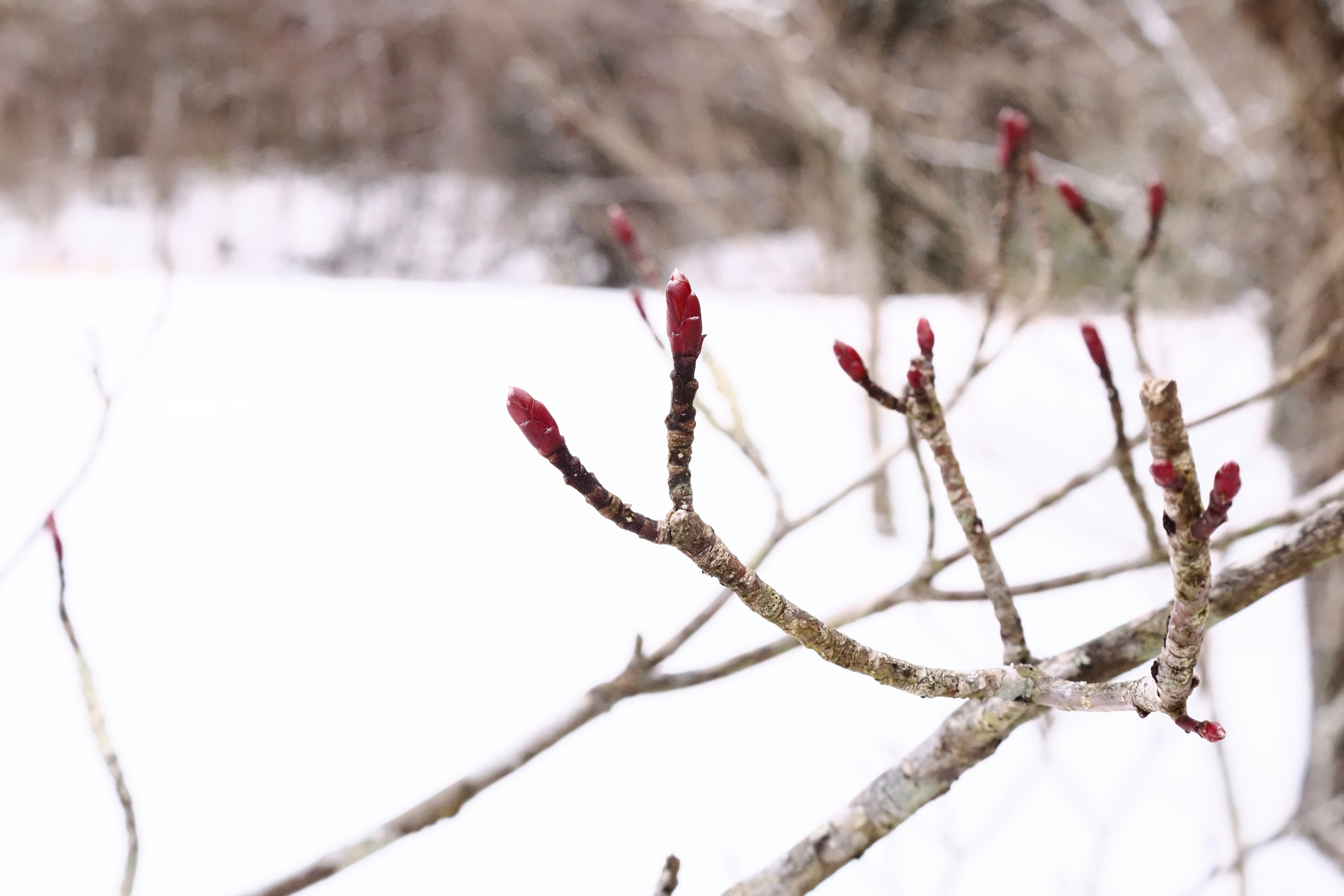 雪の中で赤い実をつけた枝先のアップ