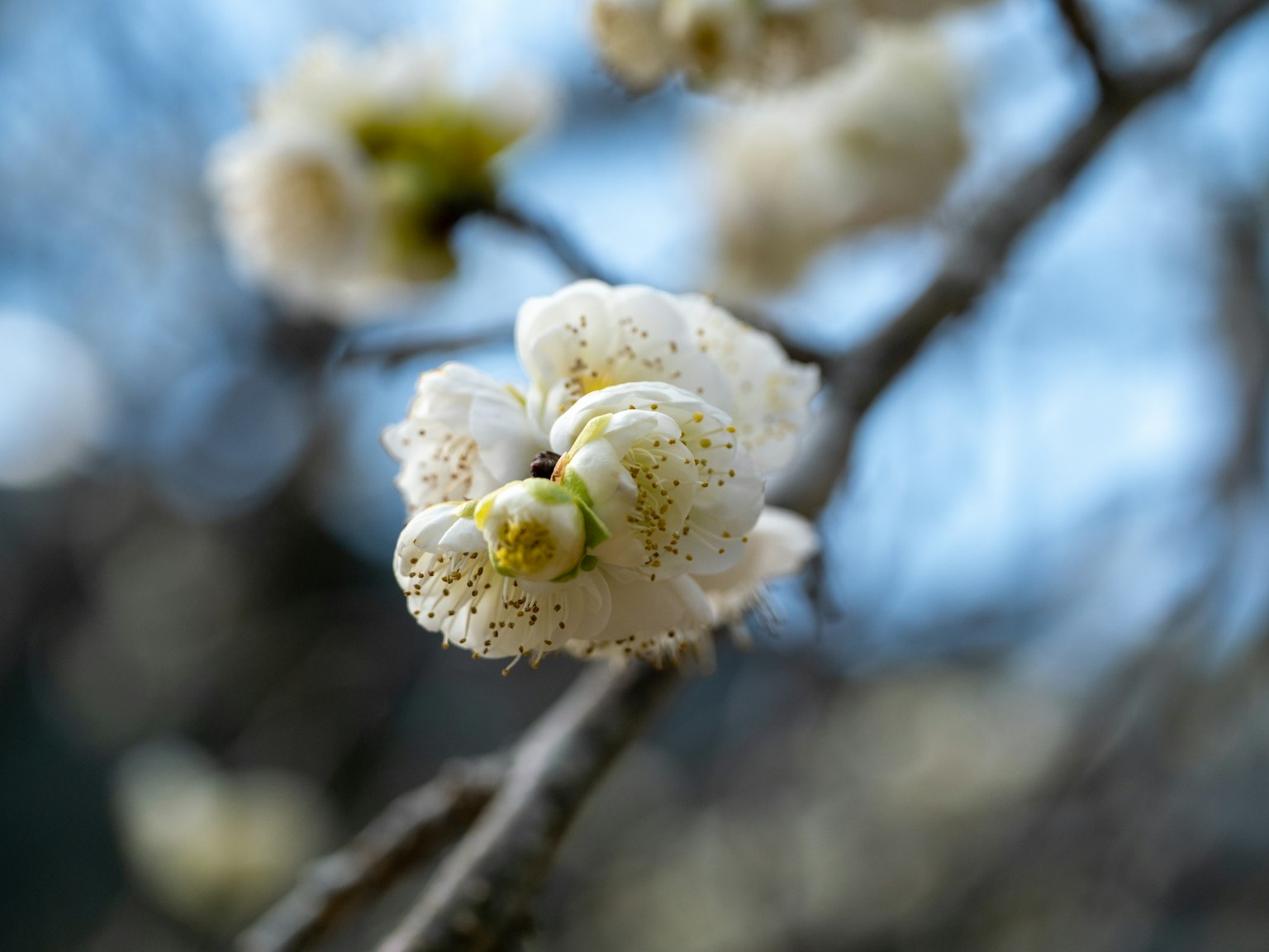 Close-up de una rama con flores blancas en flor
