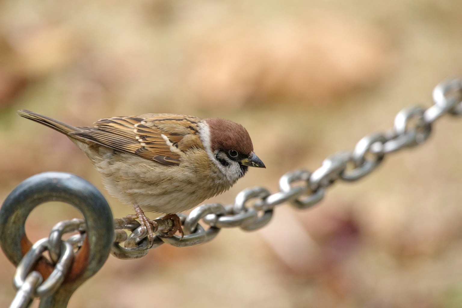 Ein kleiner brauner Spatz sitzt auf einer Metallkette