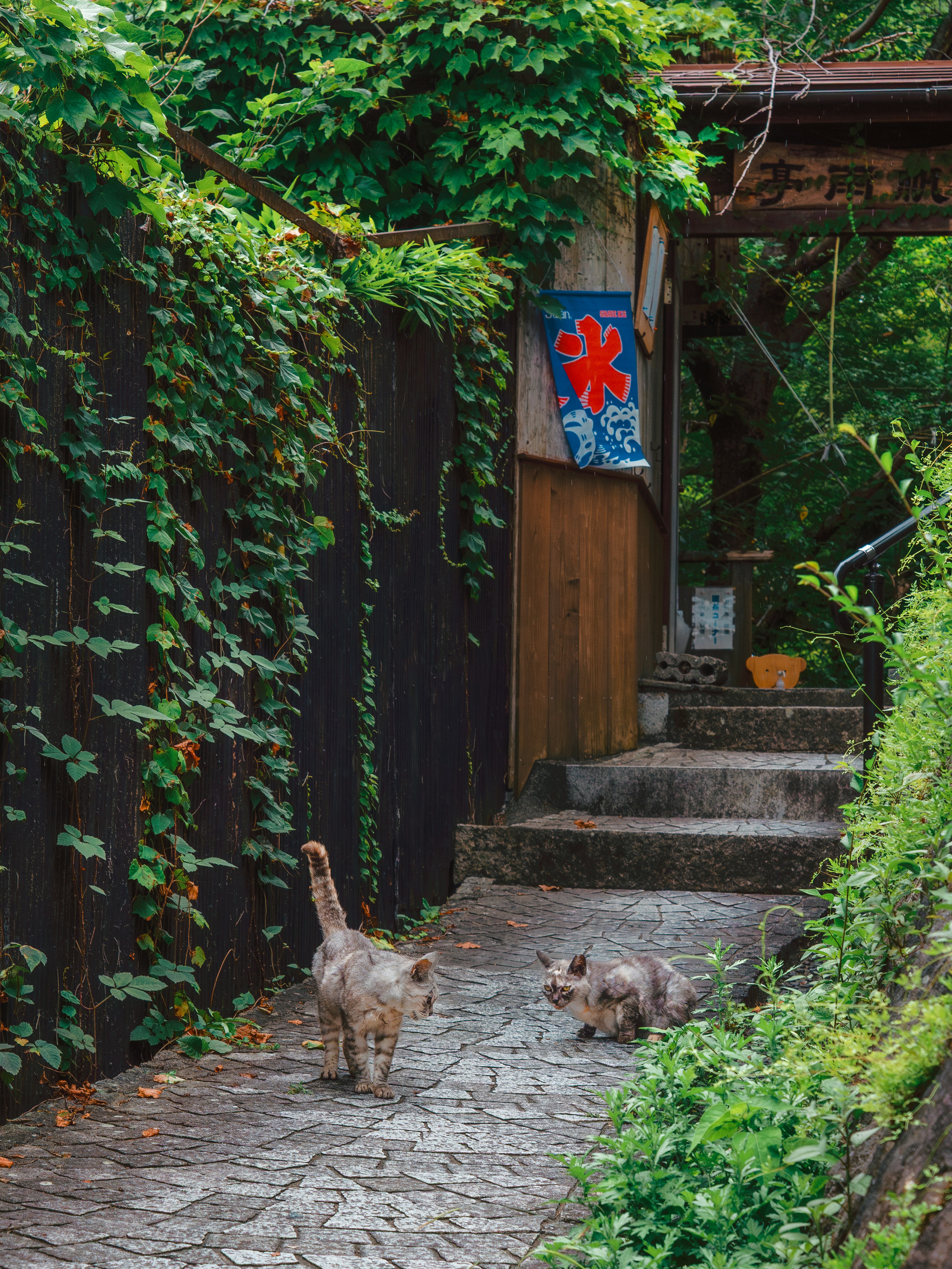 緑の路地で猫が並ぶ階段のある小さな入口