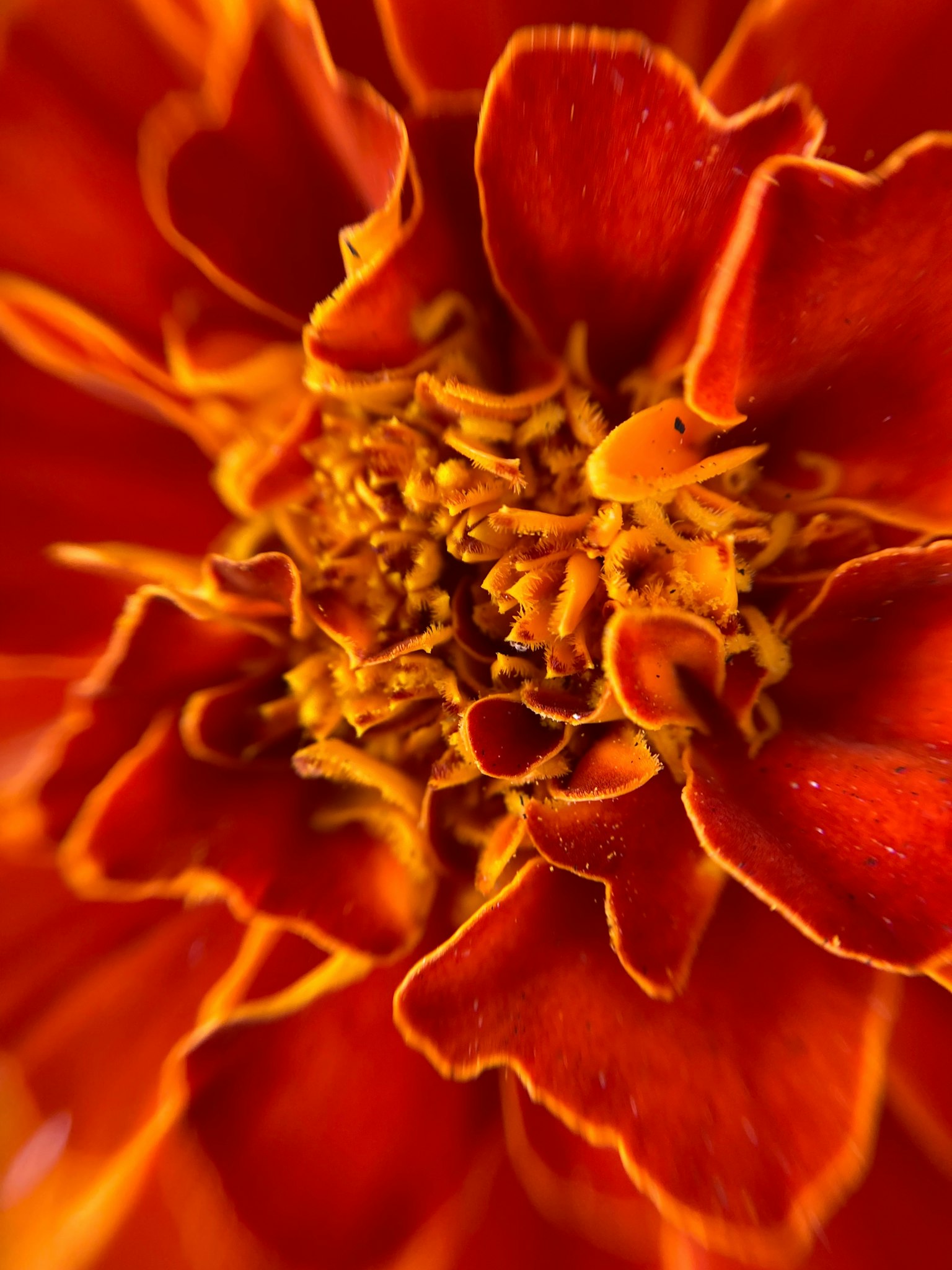Close-up bunga marigold oranye dan merah yang cerah
