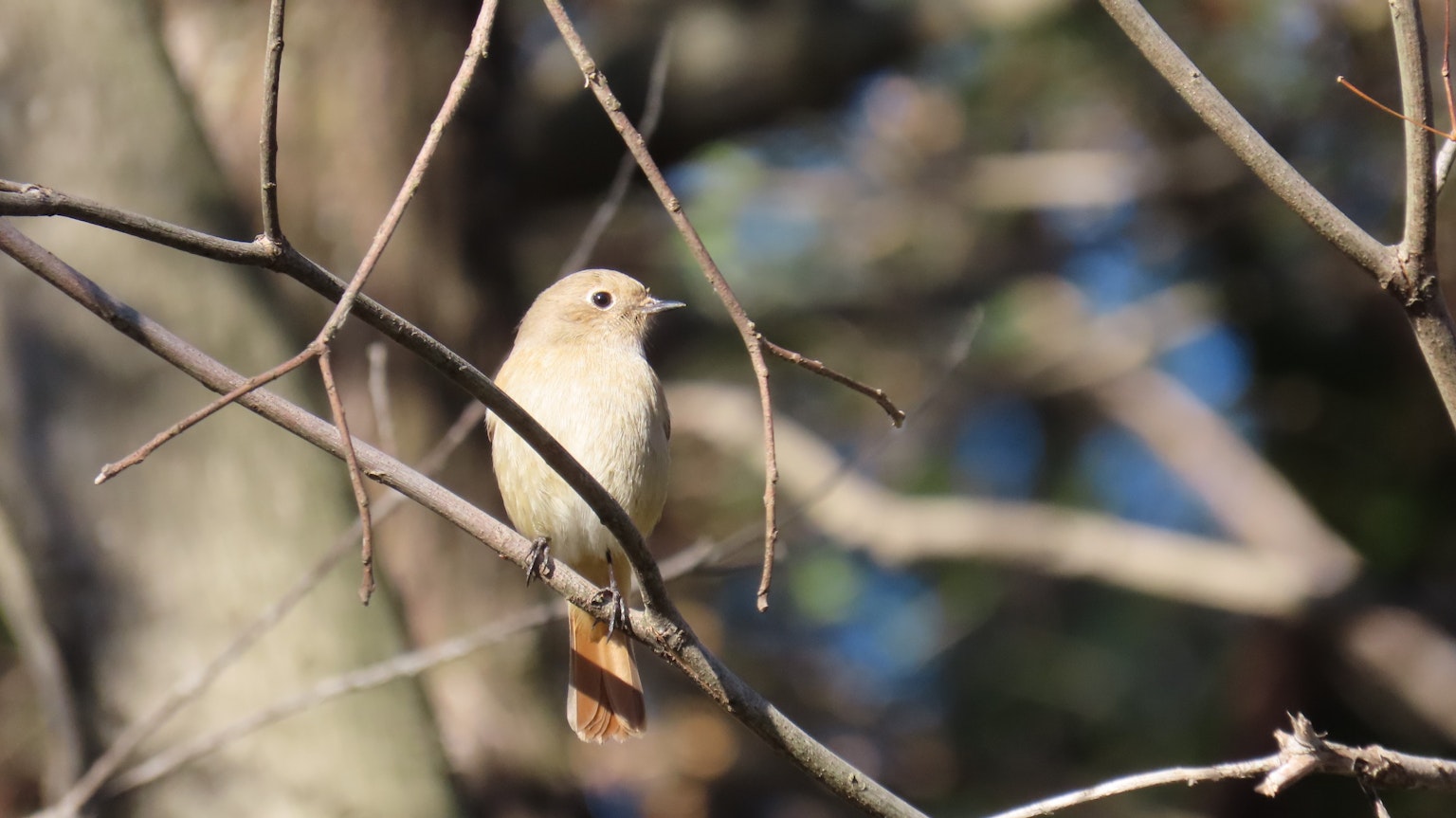 Un piccolo uccello posato su rami d'albero
