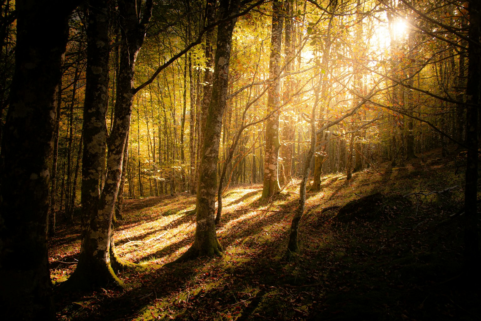 秋の森の中に差し込む柔らかな光と影のコントラスト