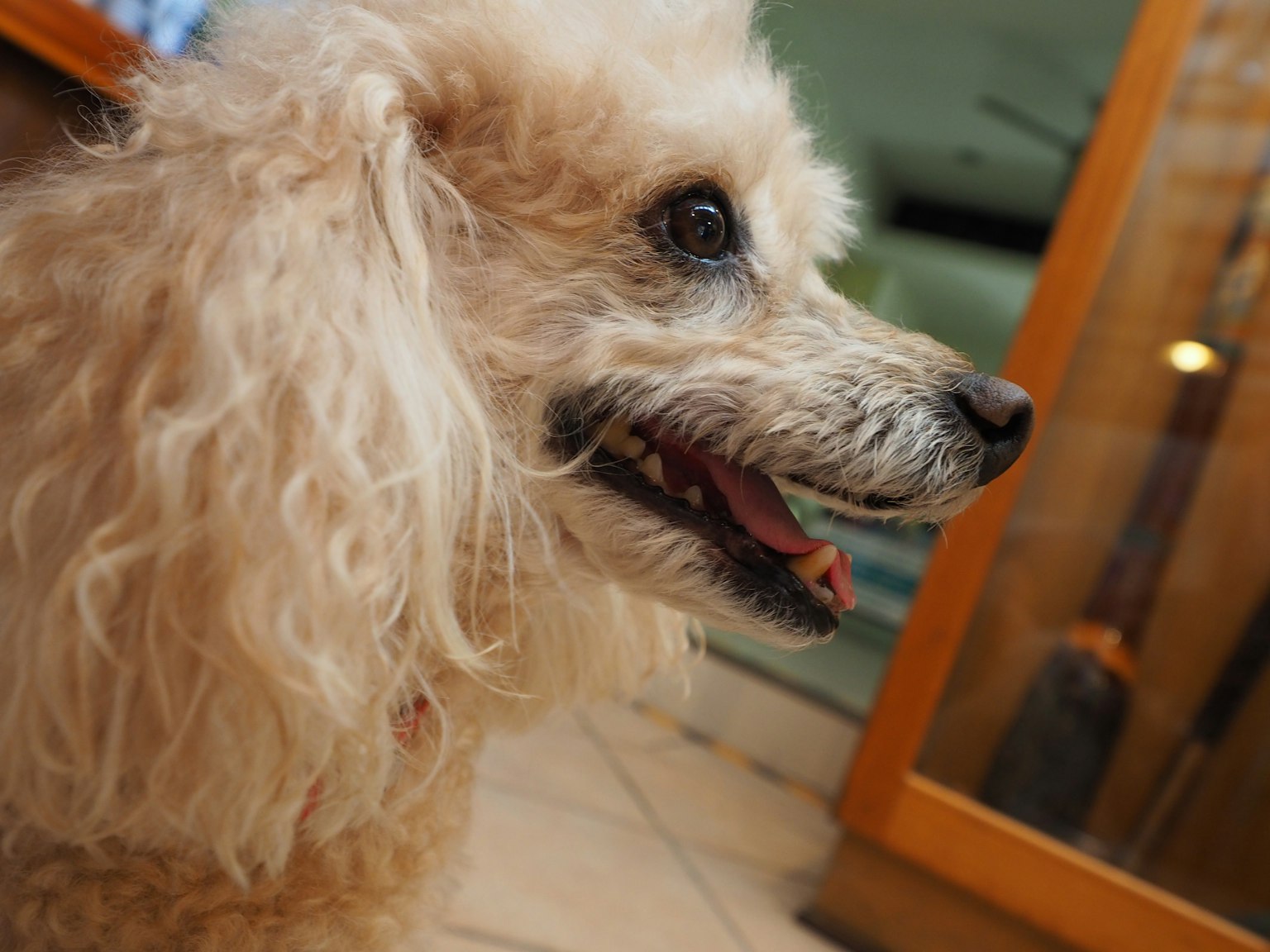 可愛貴賓犬的側面特寫