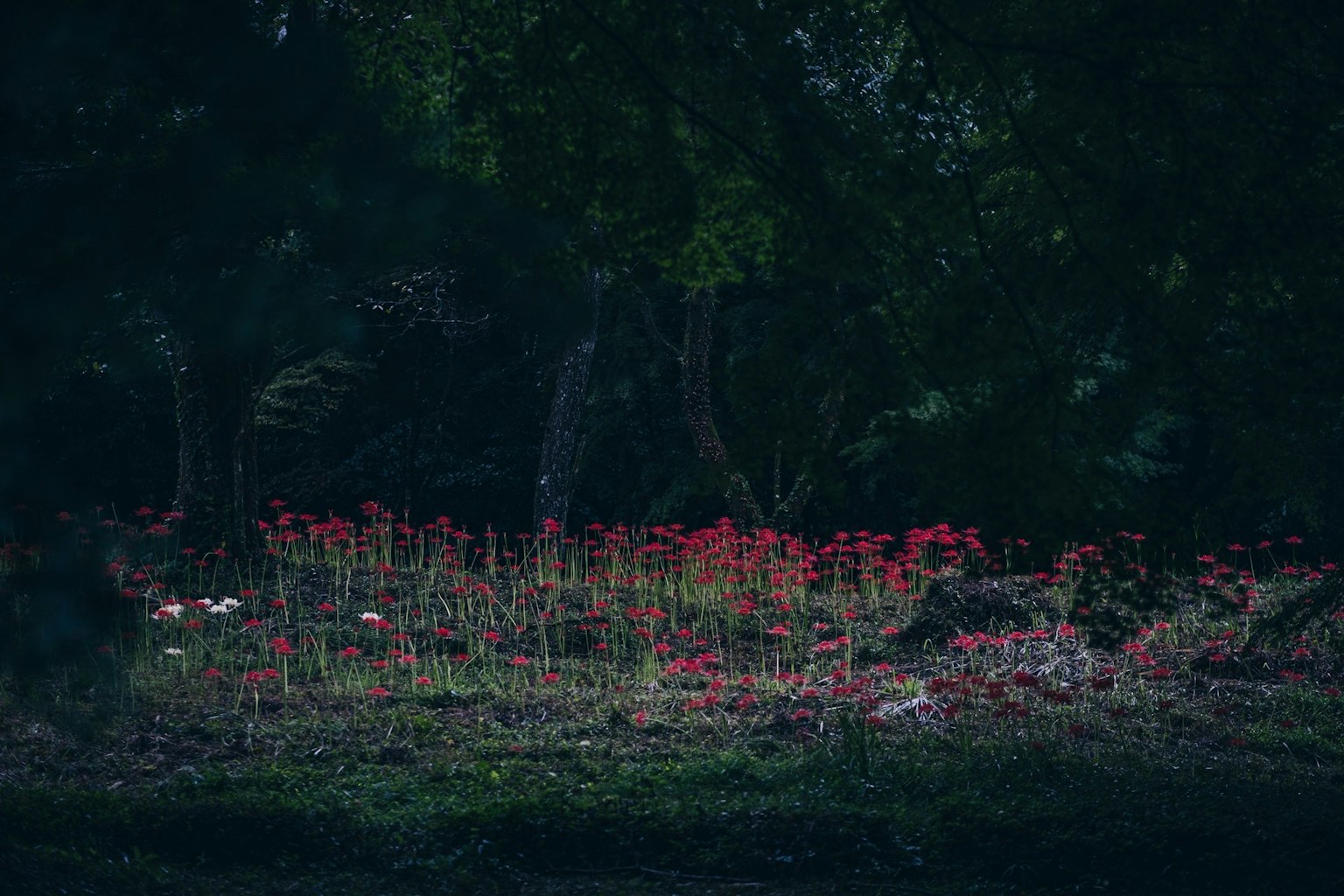 Ein Cluster roter Blumen blüht in einem dunklen Wald