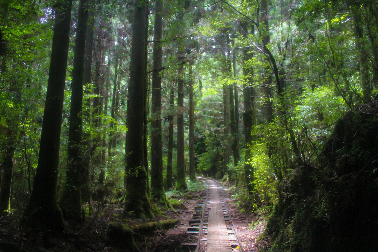 Jalan berliku di hutan hijau lebat dengan pohon-pohon tinggi