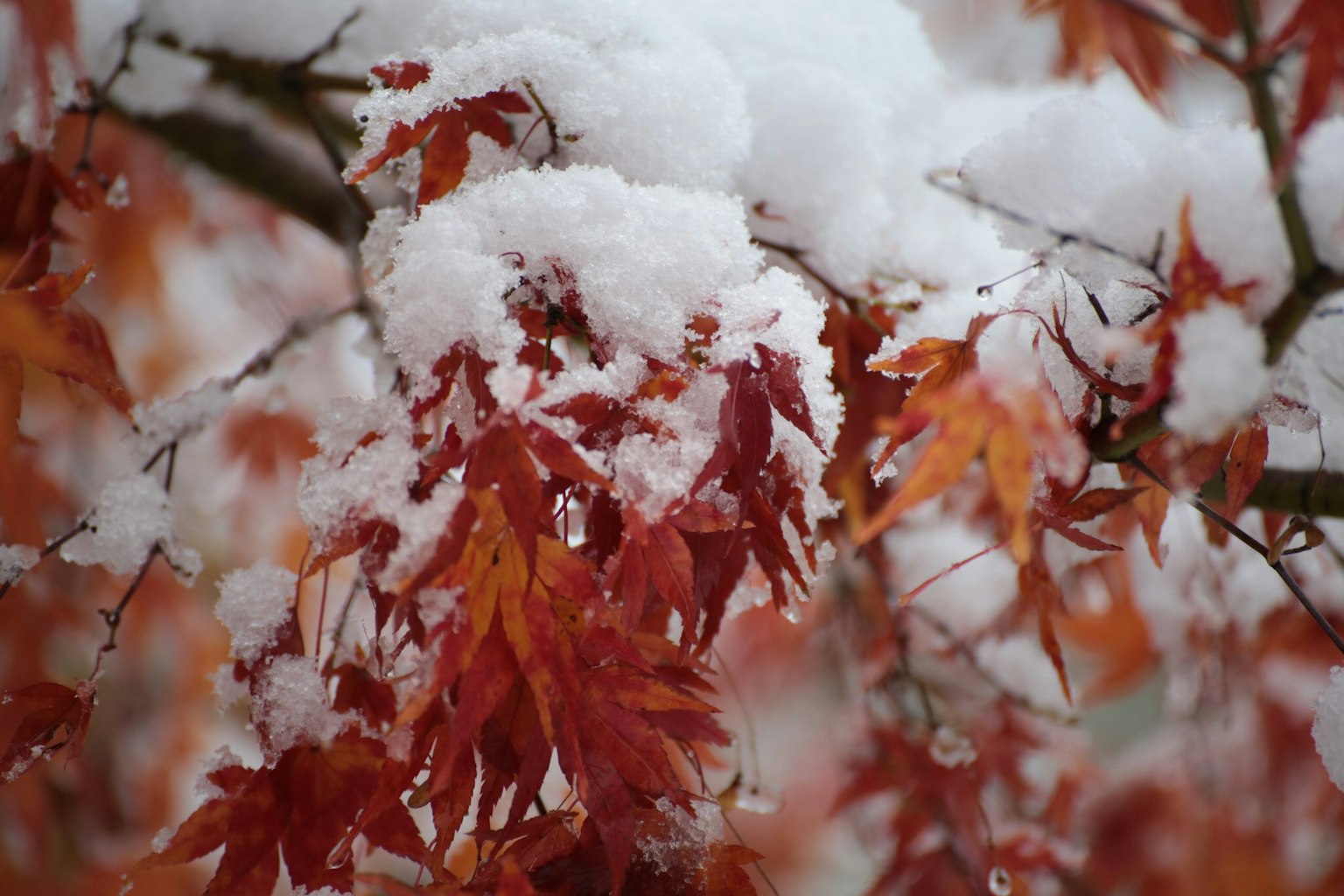 被雪覆盖的红叶树枝