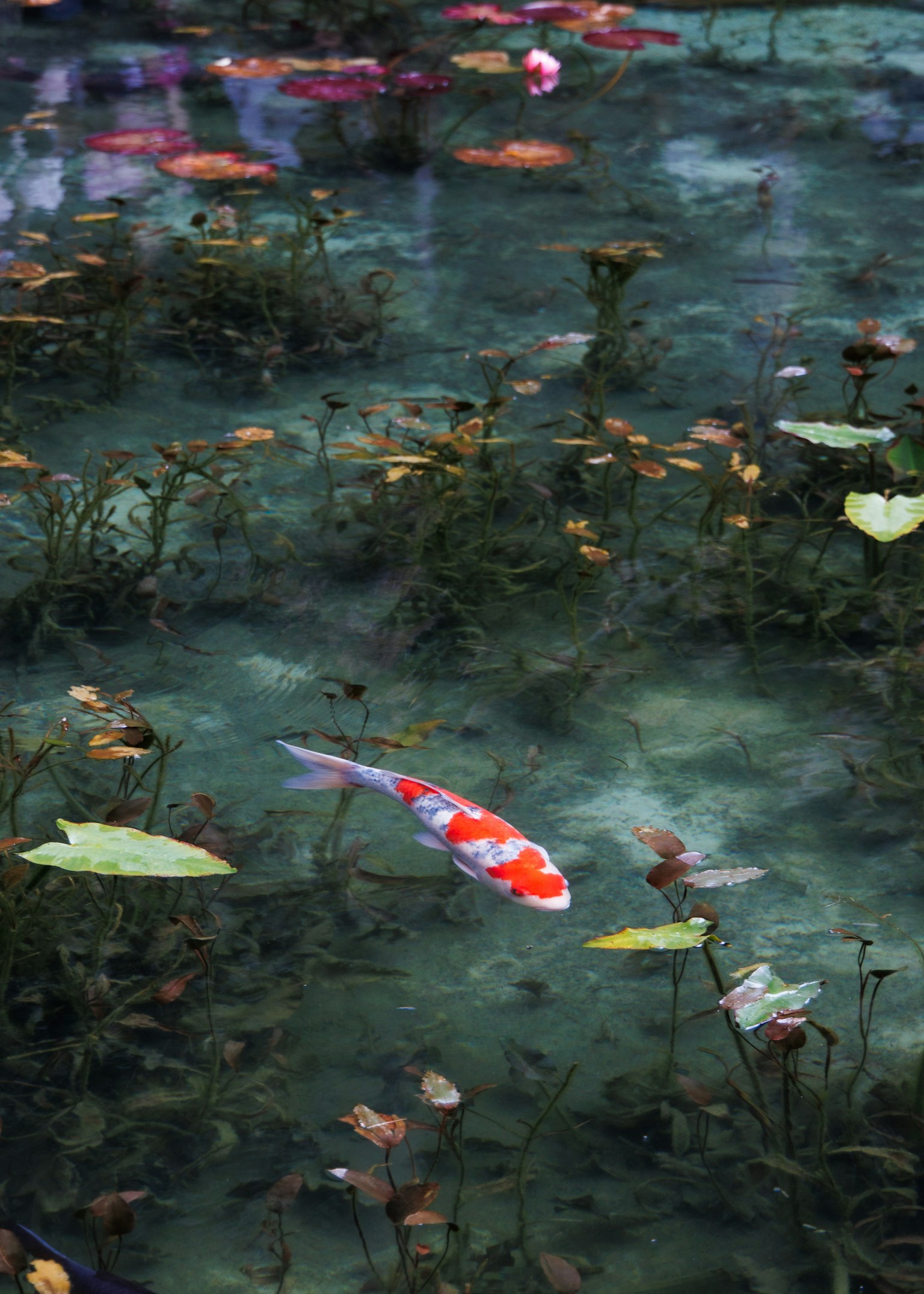Un poisson koi nageant parmi des nénuphars et des plantes aquatiques
