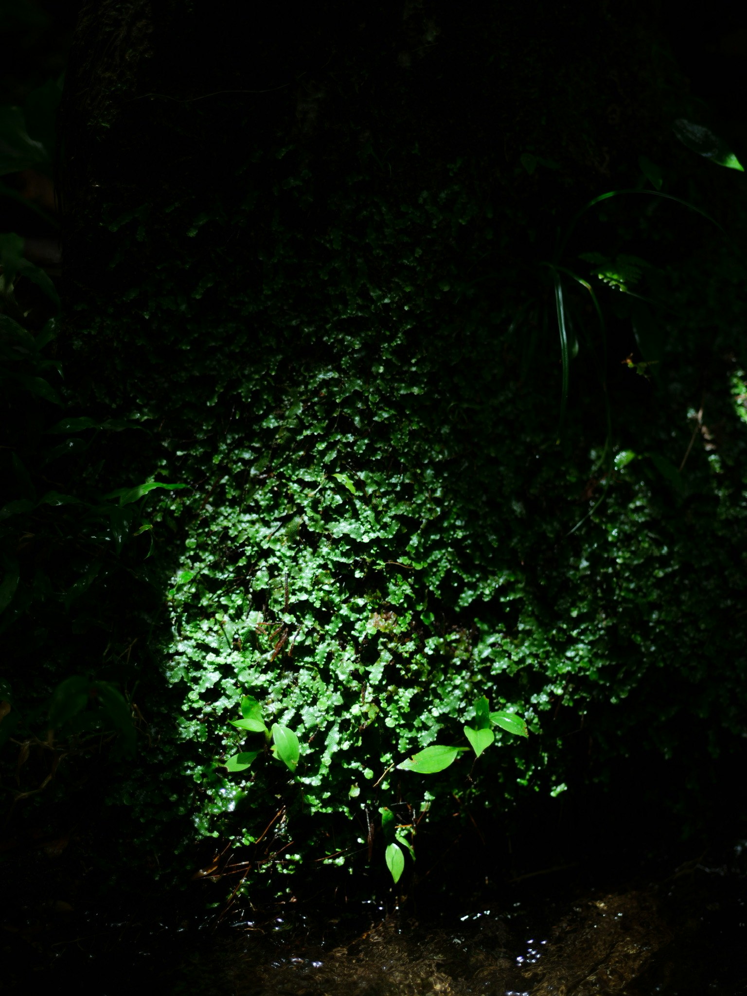 Plantas verdes iluminadas en un entorno forestal oscuro