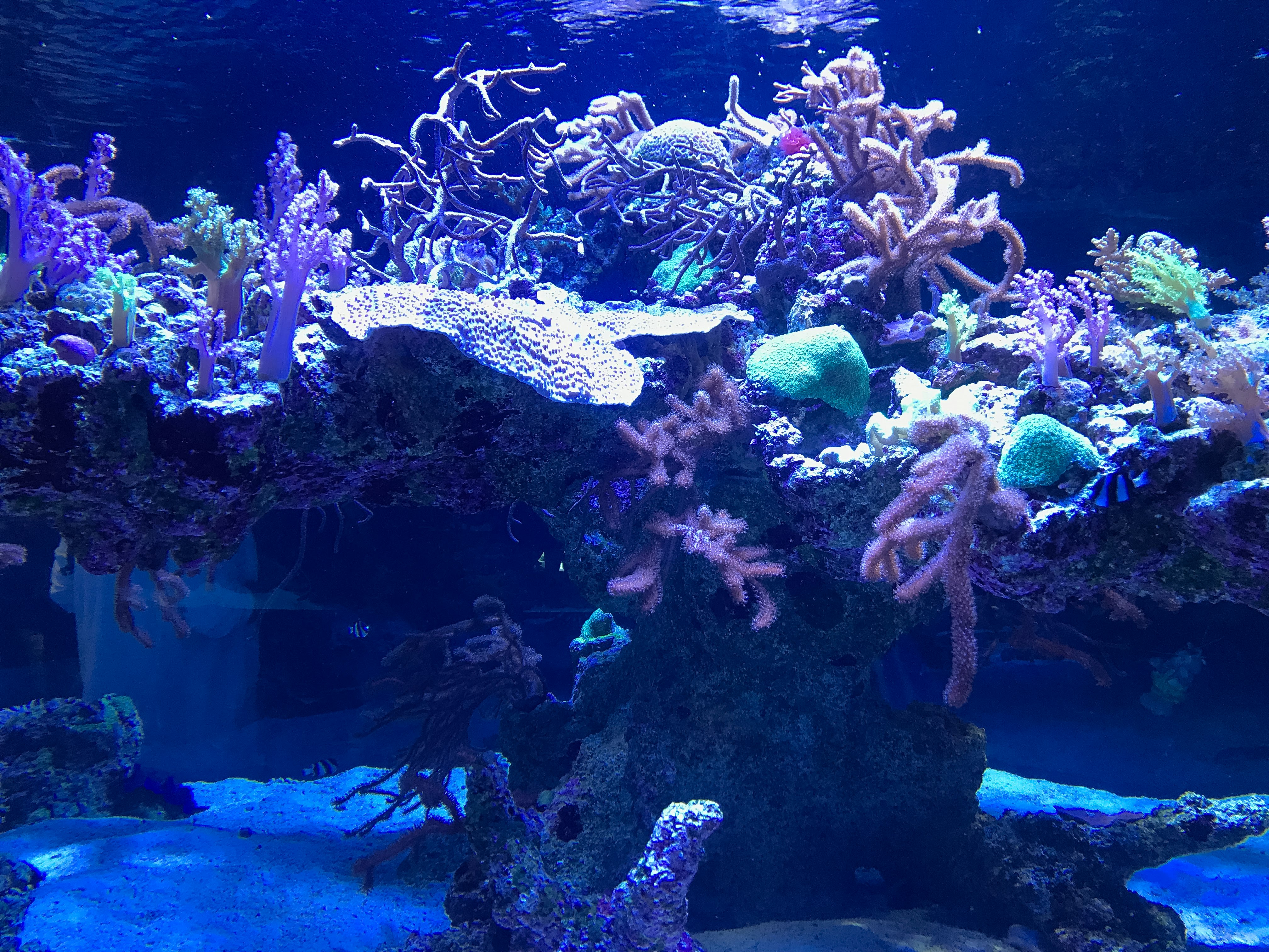 underwater coral reef scene lit in blue