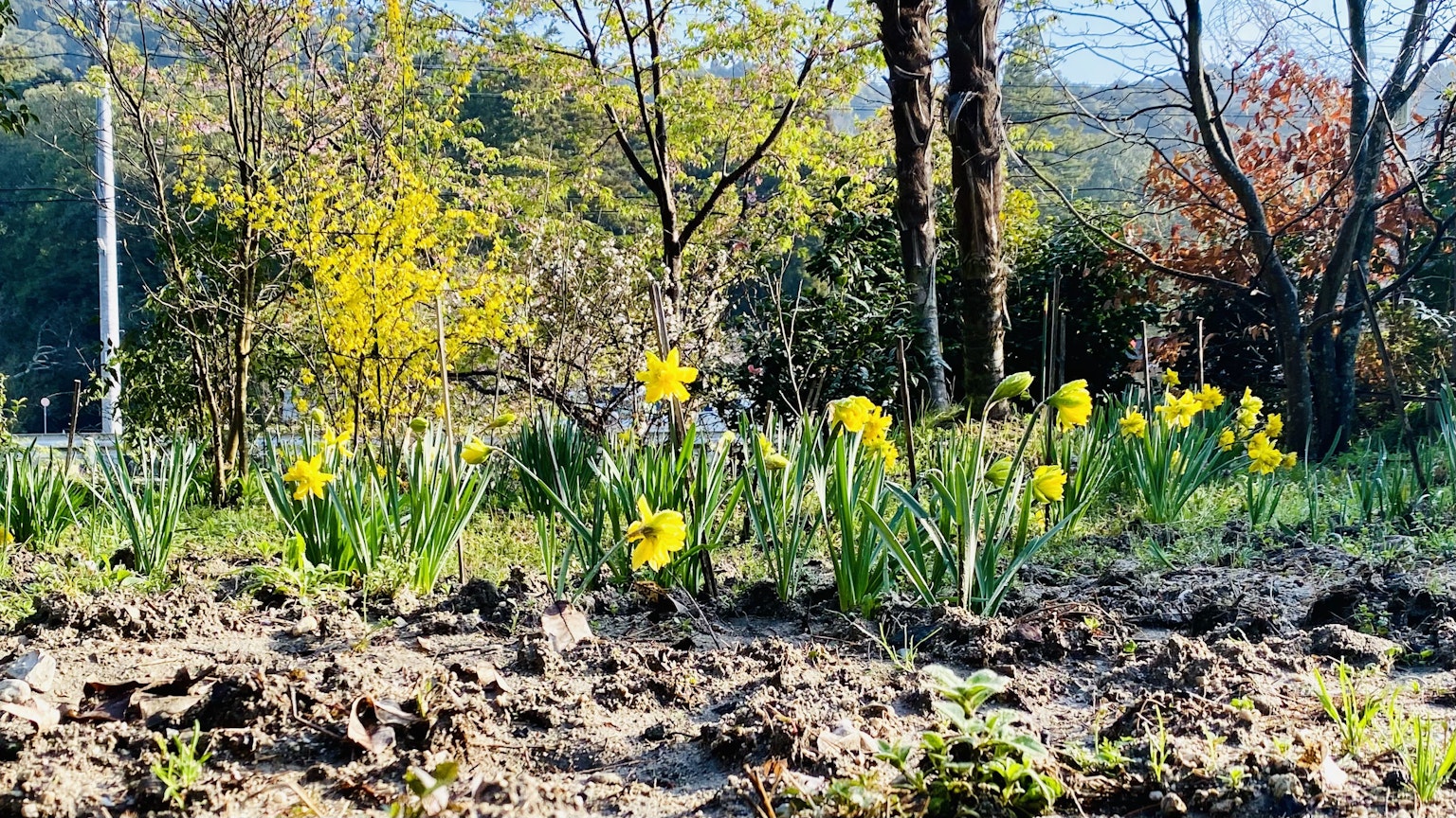 春季風景中盛開的黃色水仙花