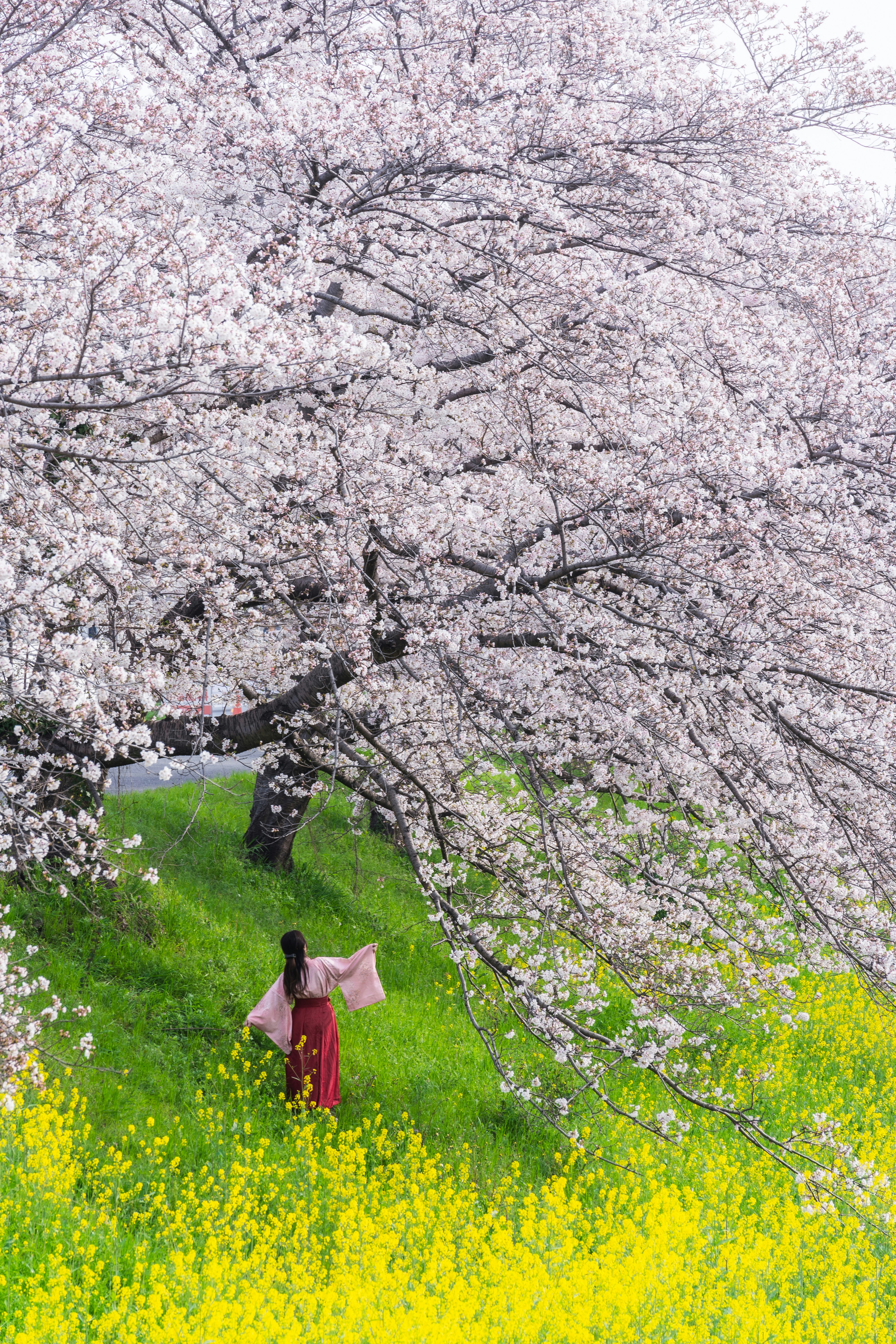 A person holding pink cherry blossoms under spring cherry blossoms