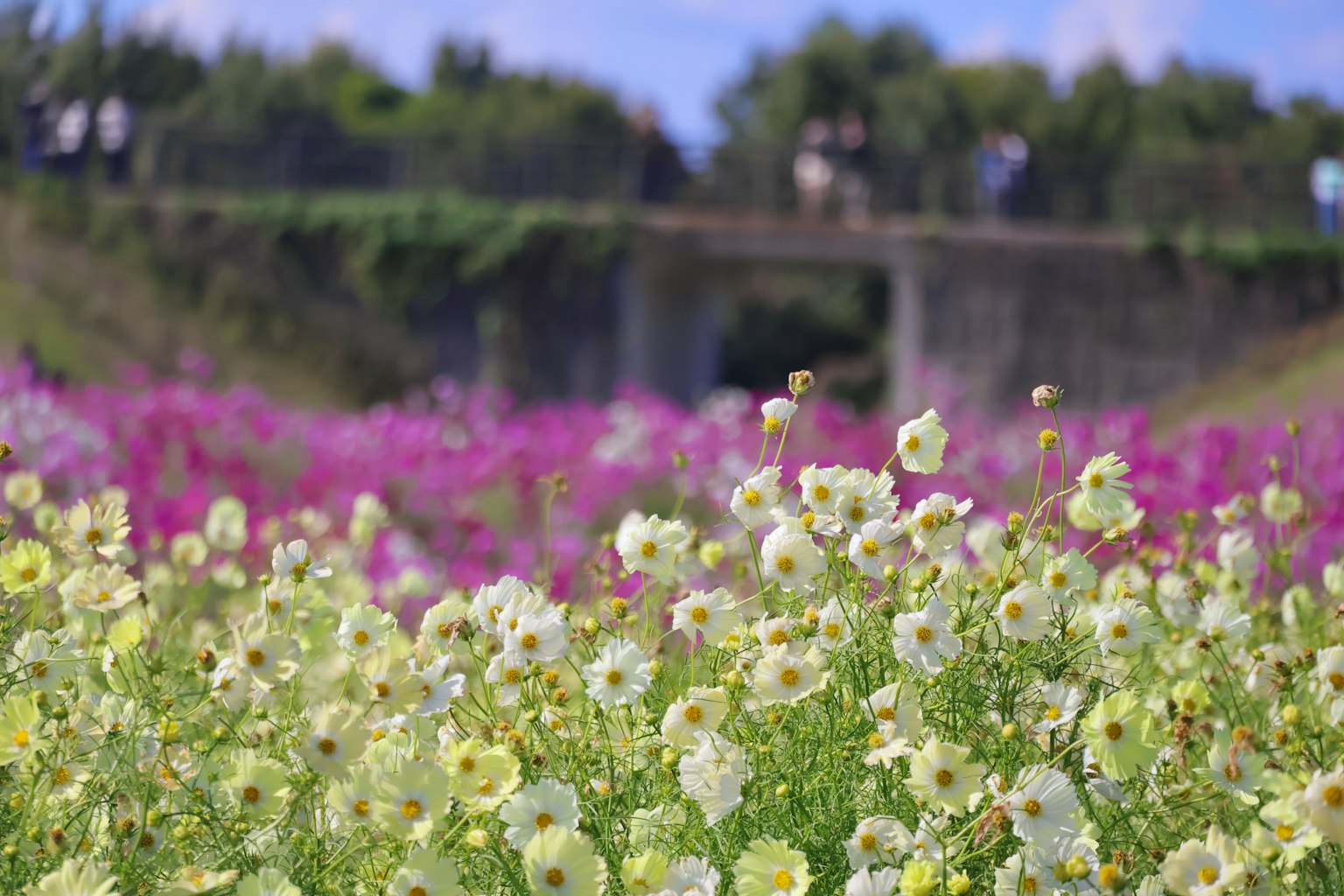 色とりどりの花が咲く風景と背景にある橋