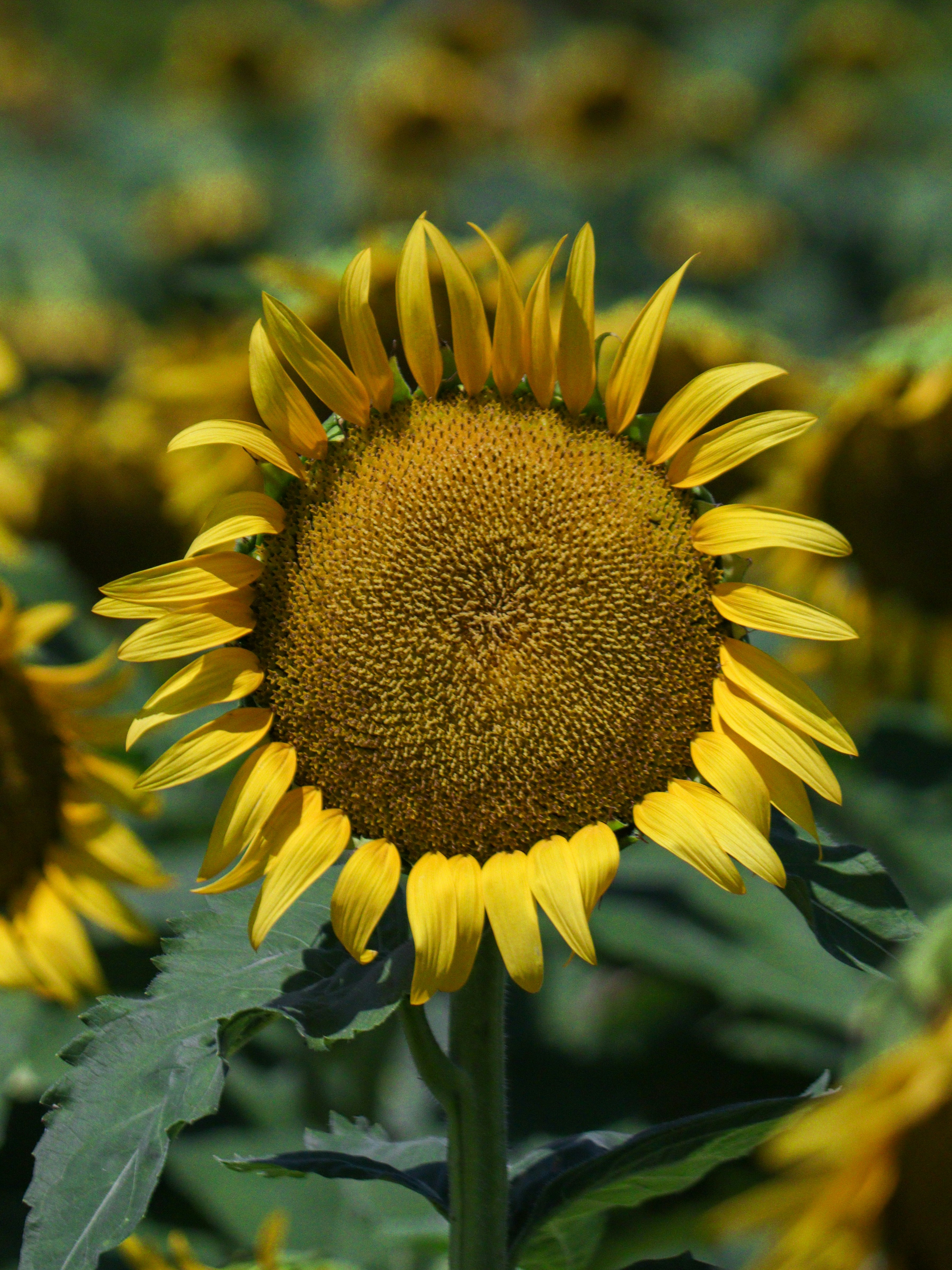 Campo de girasoles de verano en el Parque Morizu Daiichi Nagisa