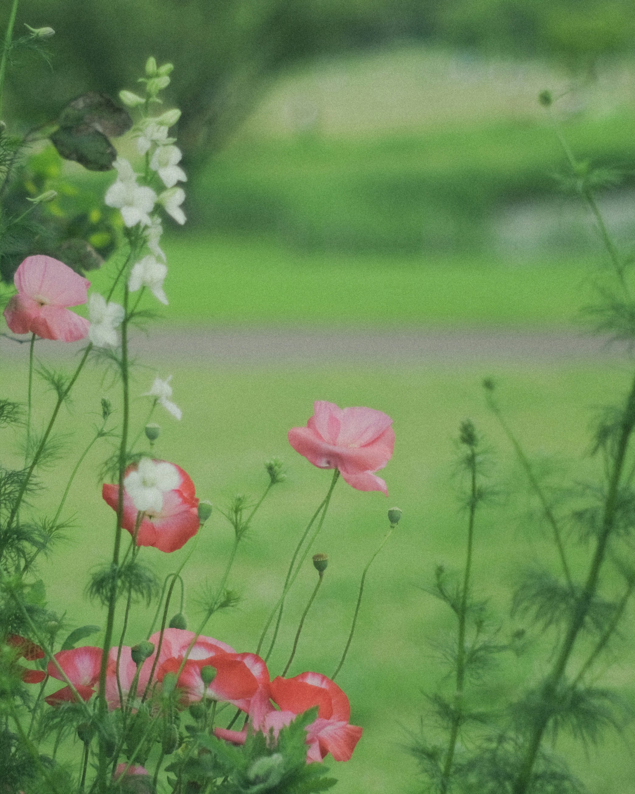 緑の草地に咲くピンクの花