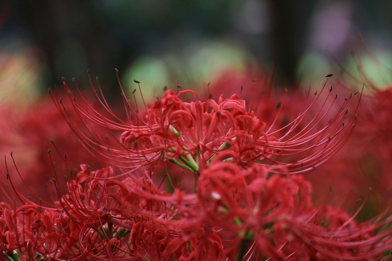Un grupo de lirios araña rojos vibrantes en plena floración