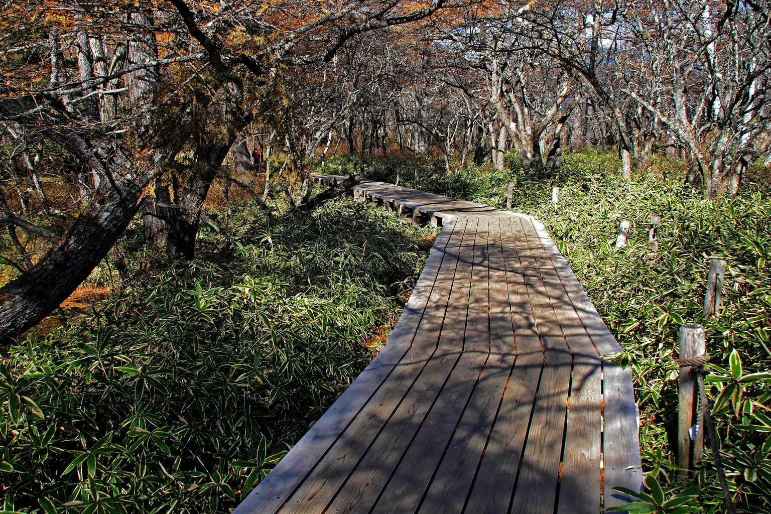 Sendero de madera rodeado de vegetación verde