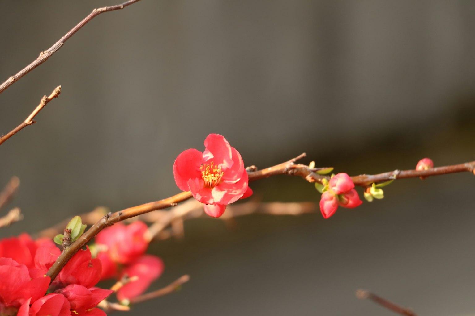 特写一枝盛开的红色花朵